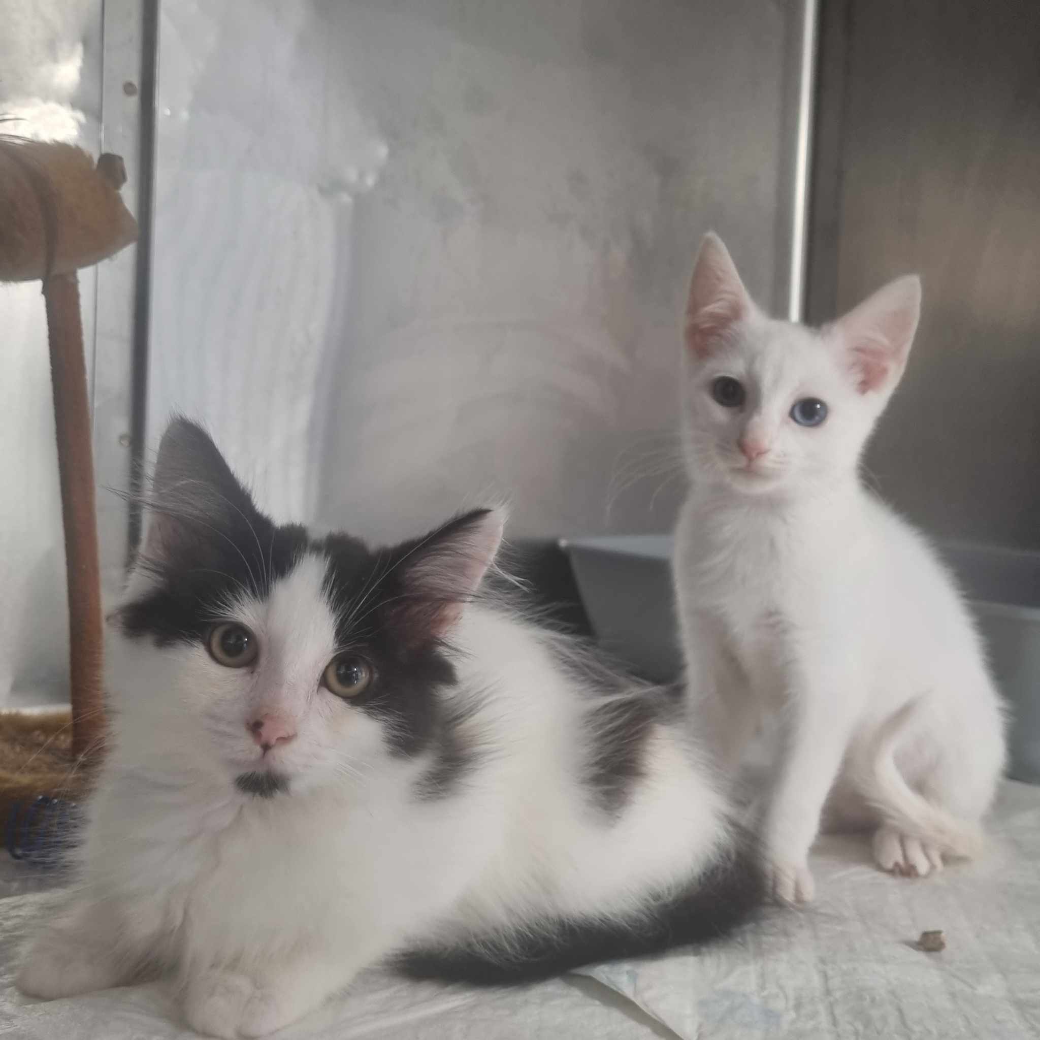 Jasmine- 9 Week Old Female RESERVED