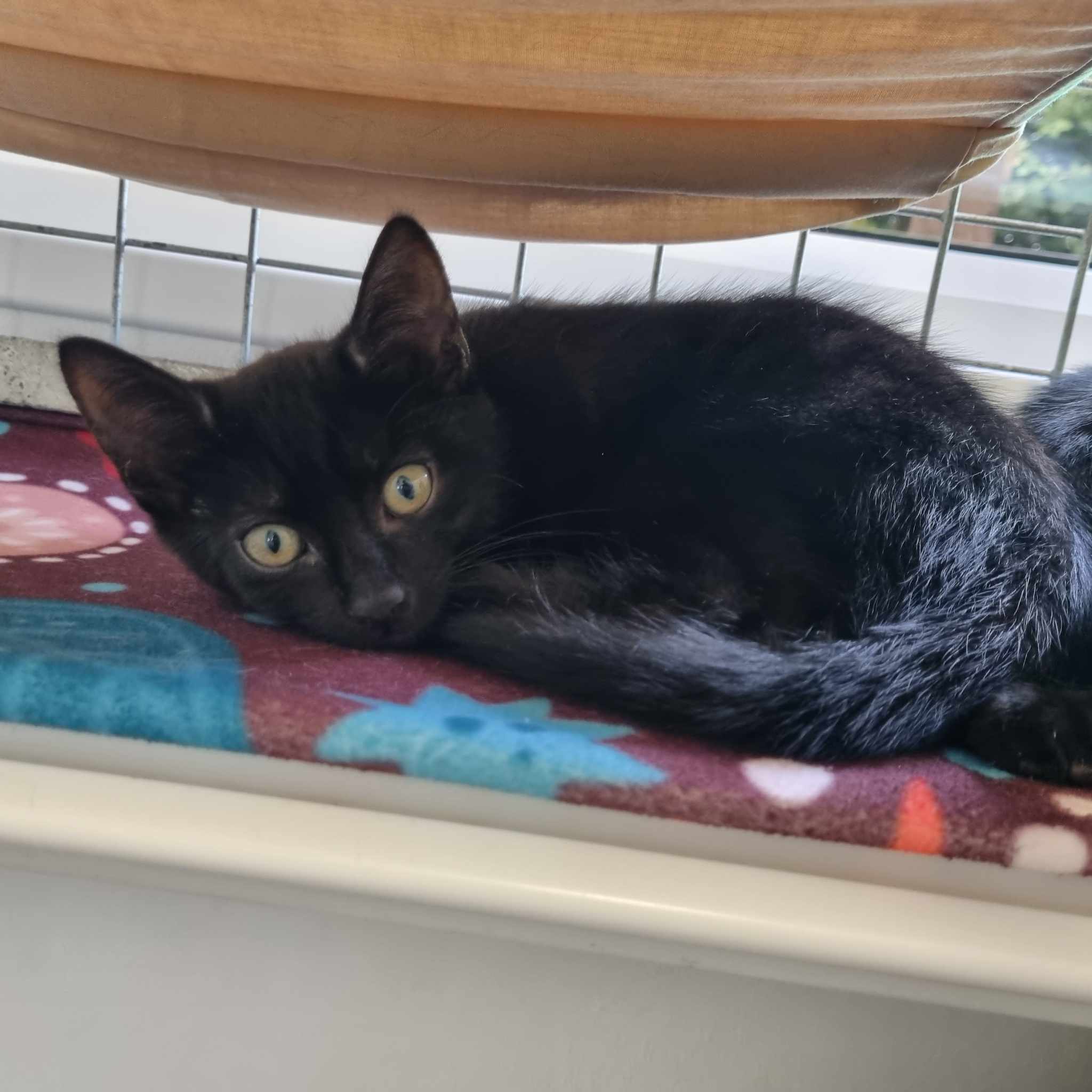 Ron- 9 Week Old Male
