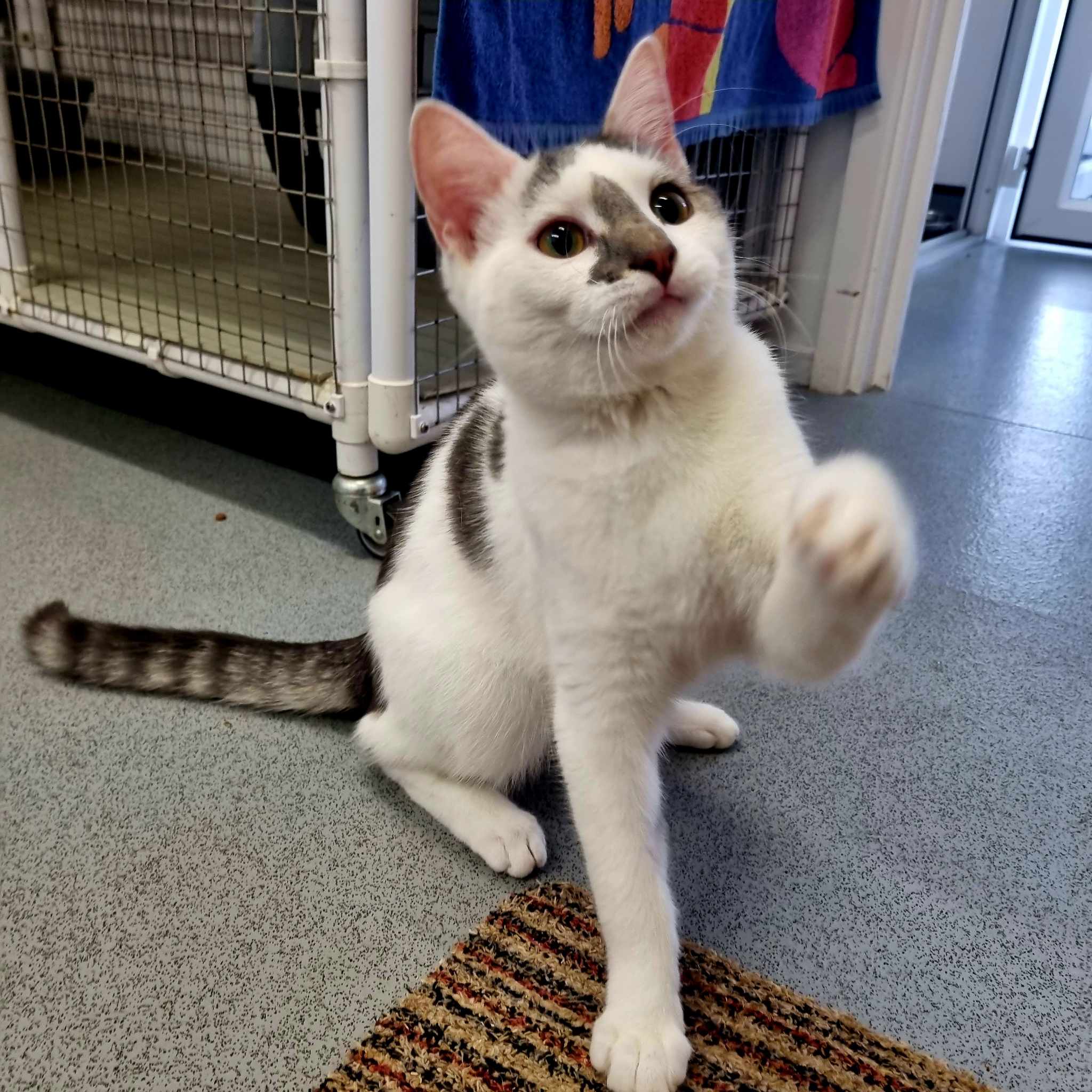 Marble- 7 Month Old Male