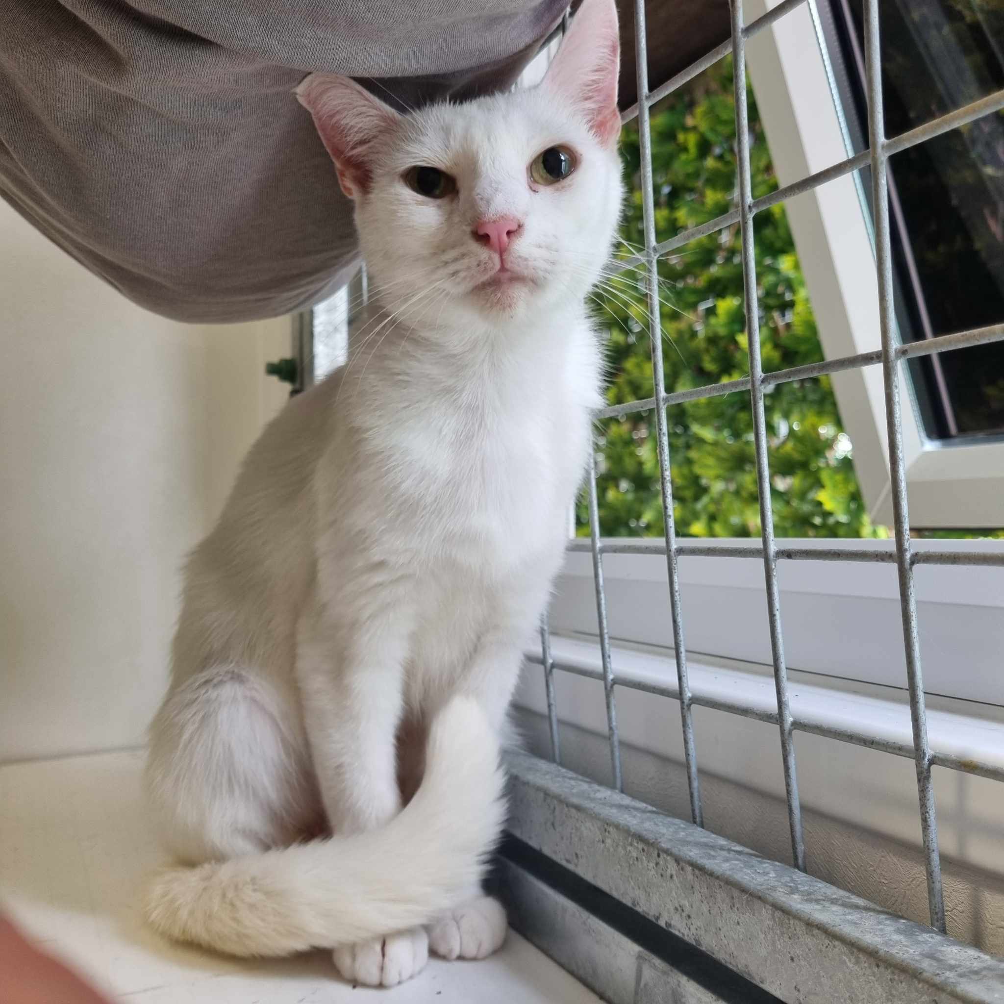 Snowflake- 2 Year Old Female