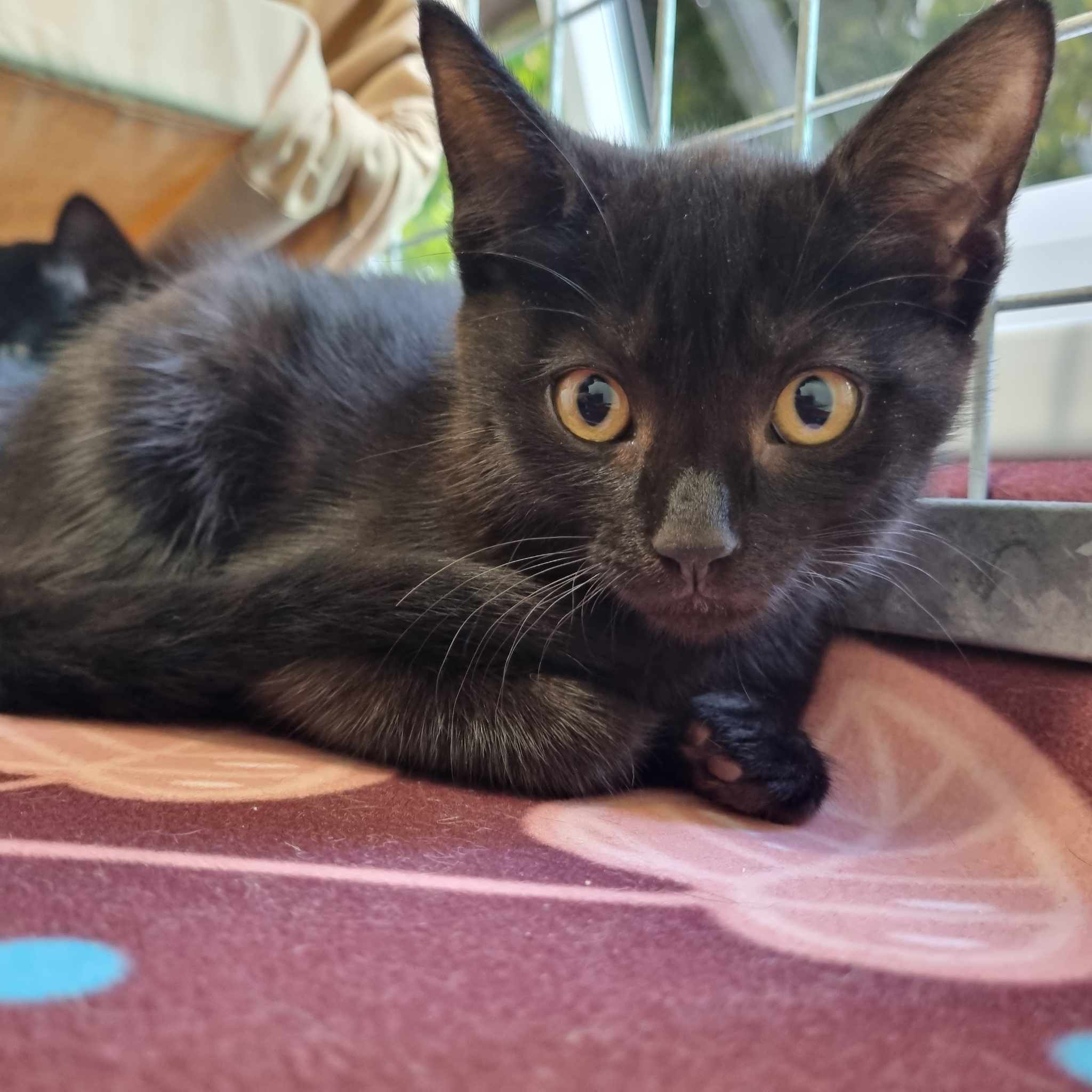 Hermione- 9 Week Old Female