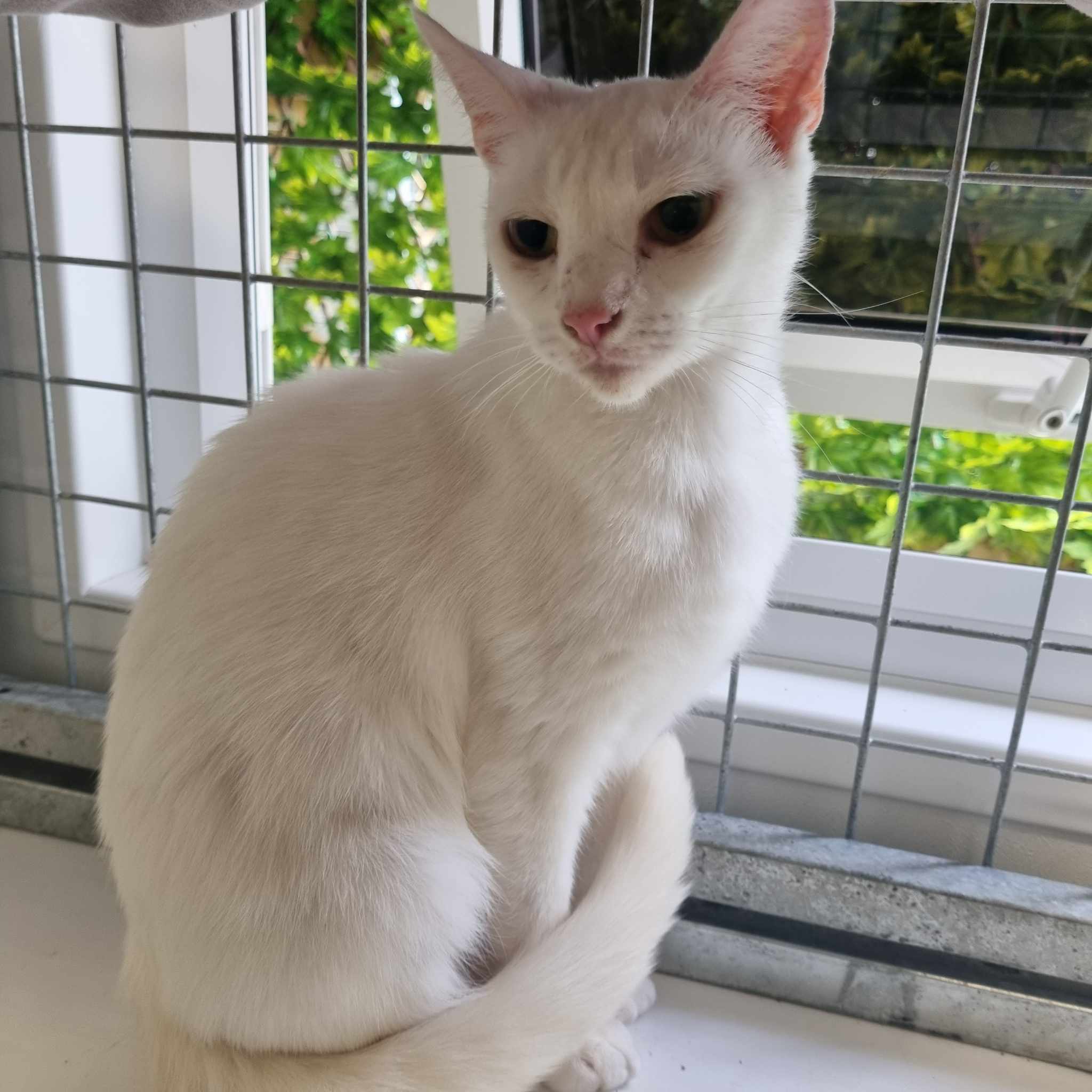 Snowflake- 2 Year Old Female