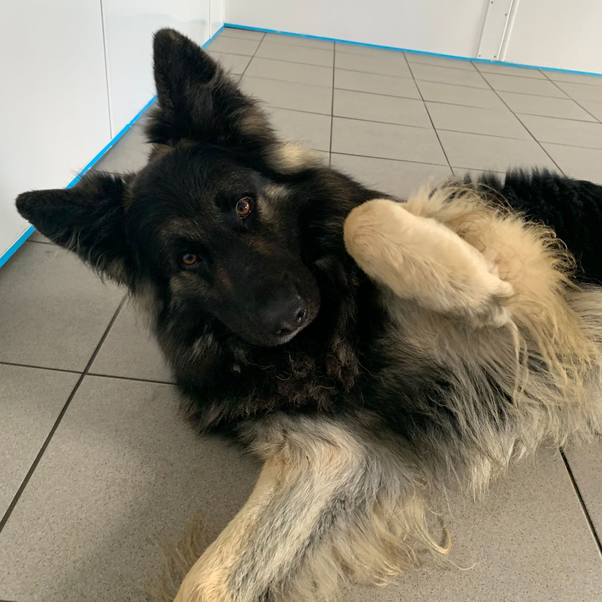 Endeavor- 2 Year Old Male – RESERVED