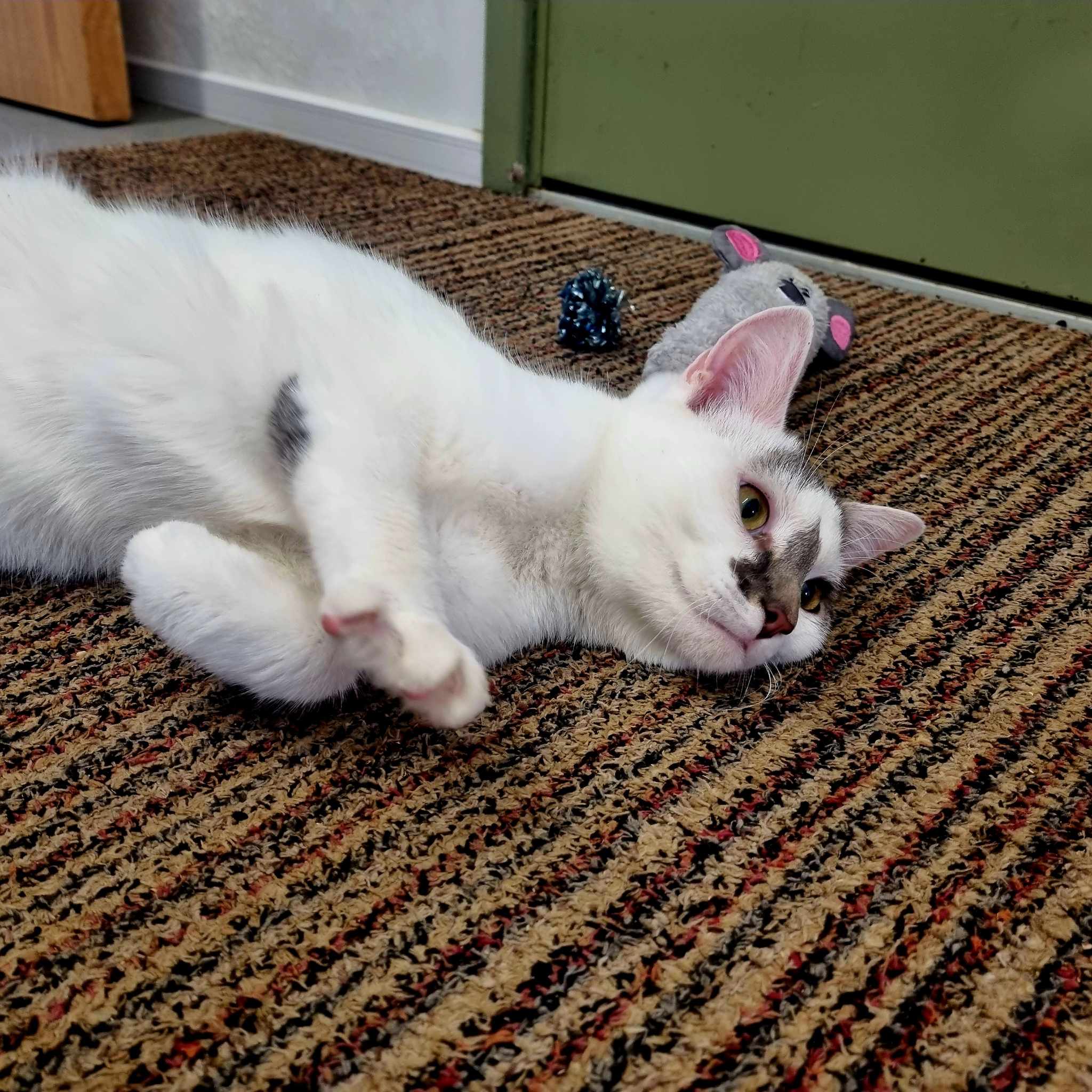 Marble- 7 Month Old Male