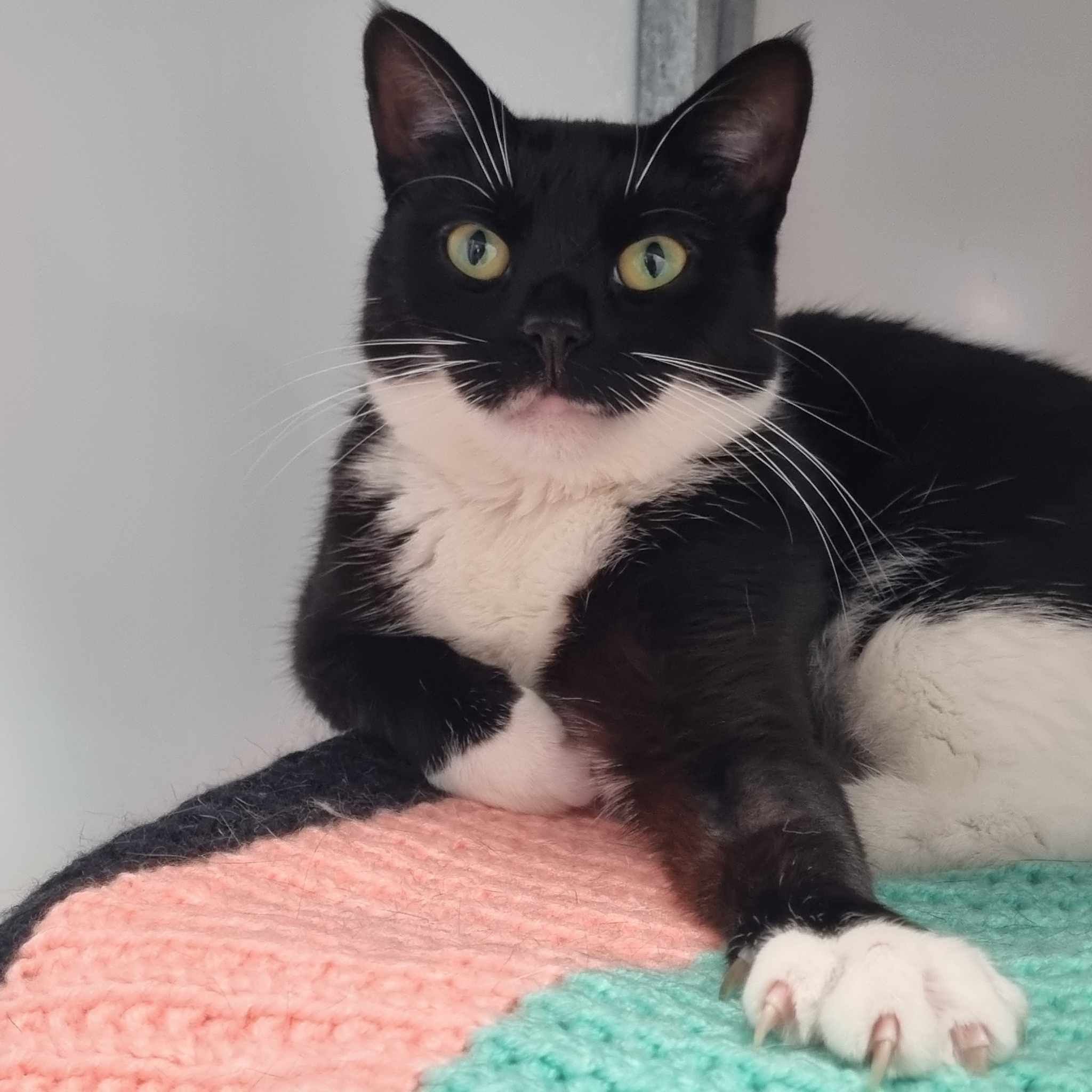 Sweetpea- 3 Year Old Female – RESERVED