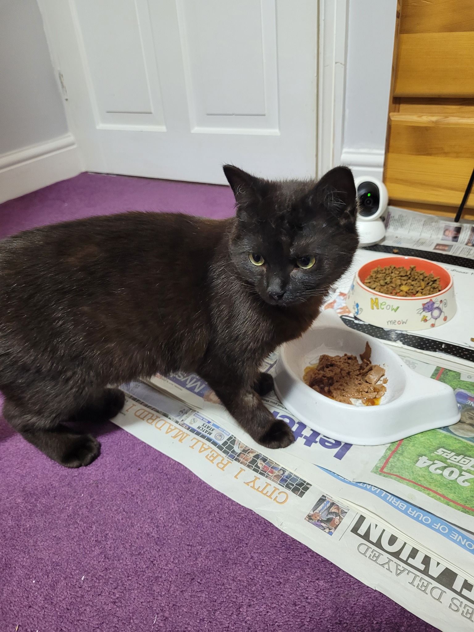 Mini – 8 Month Old Female- Reserved