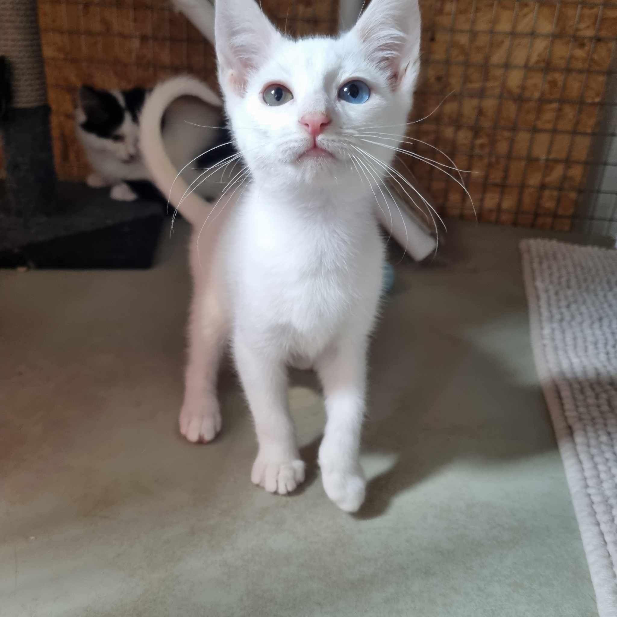 Jasmine- 9 Week Old Female RESERVED