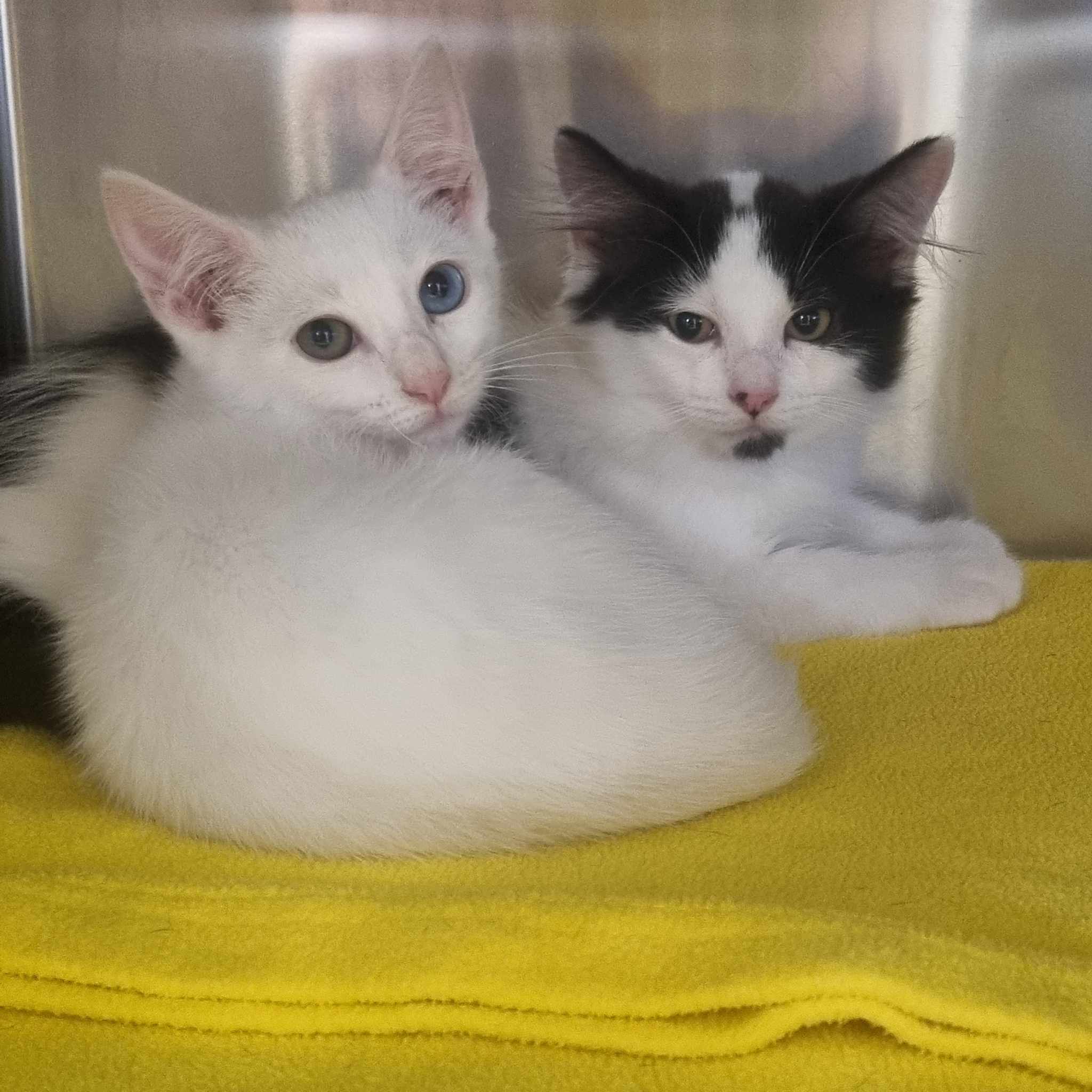 Jasmine- 9 Week Old Female RESERVED