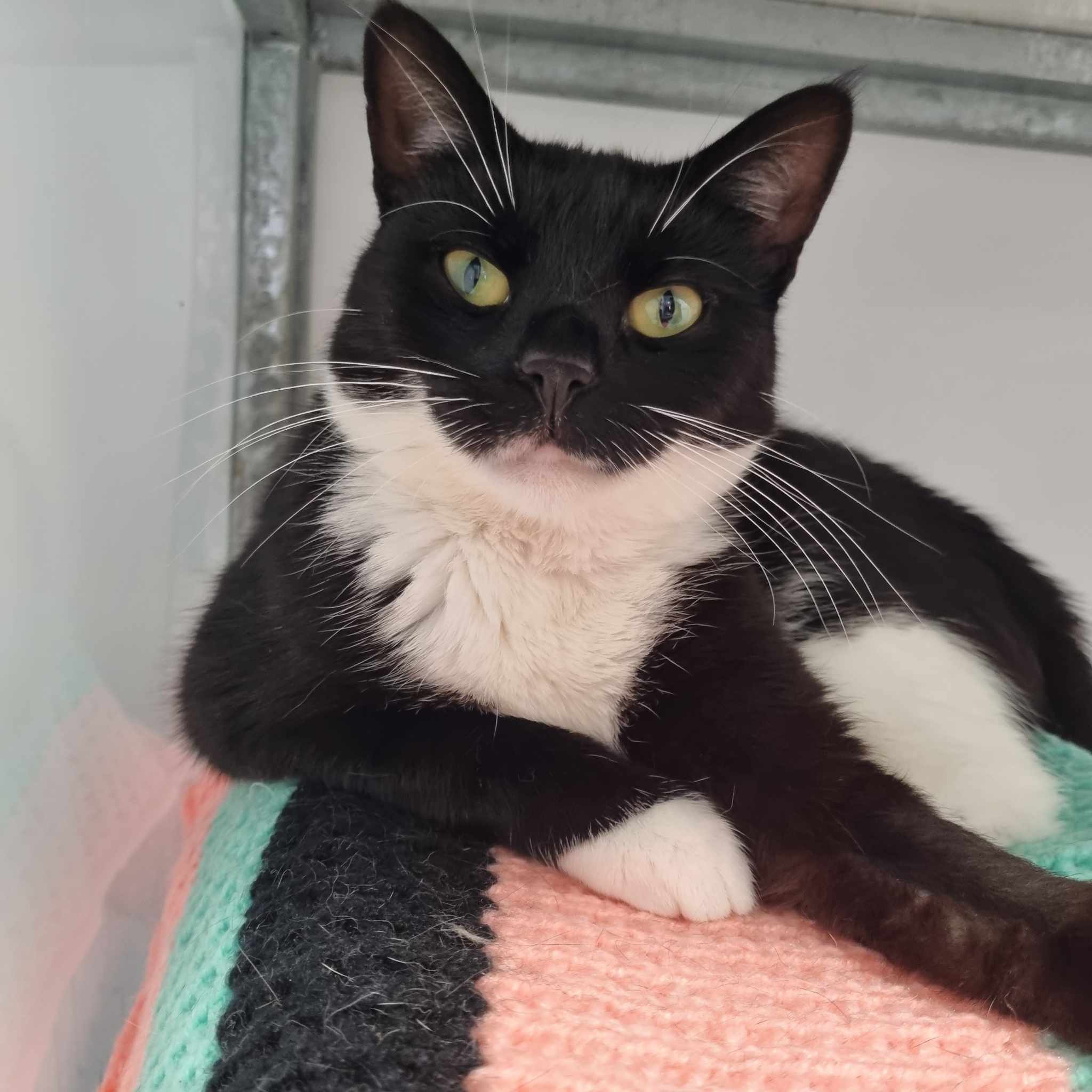 Sweetpea- 3 Year Old Female – RESERVED