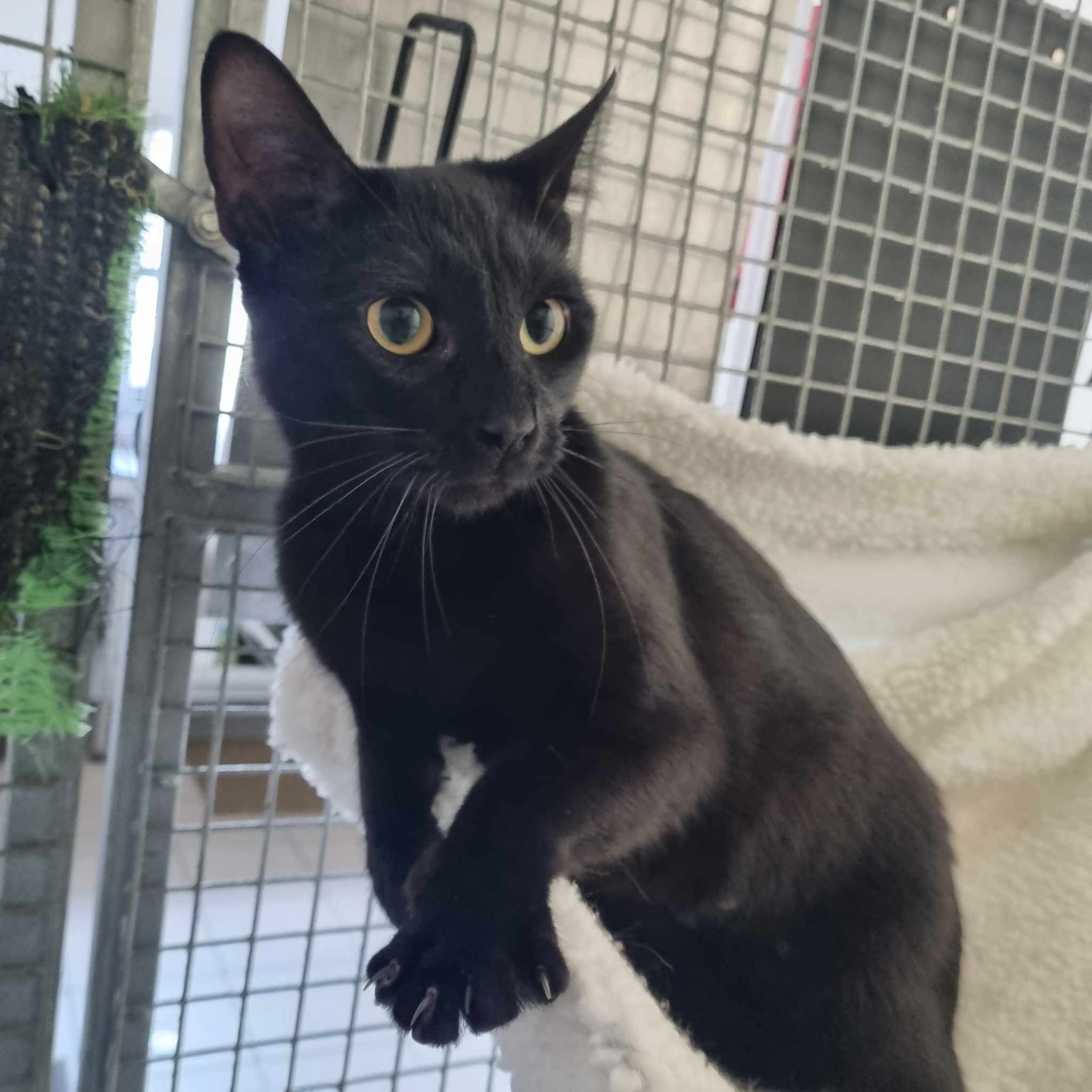 Marshmallow- 1 Year Old Female