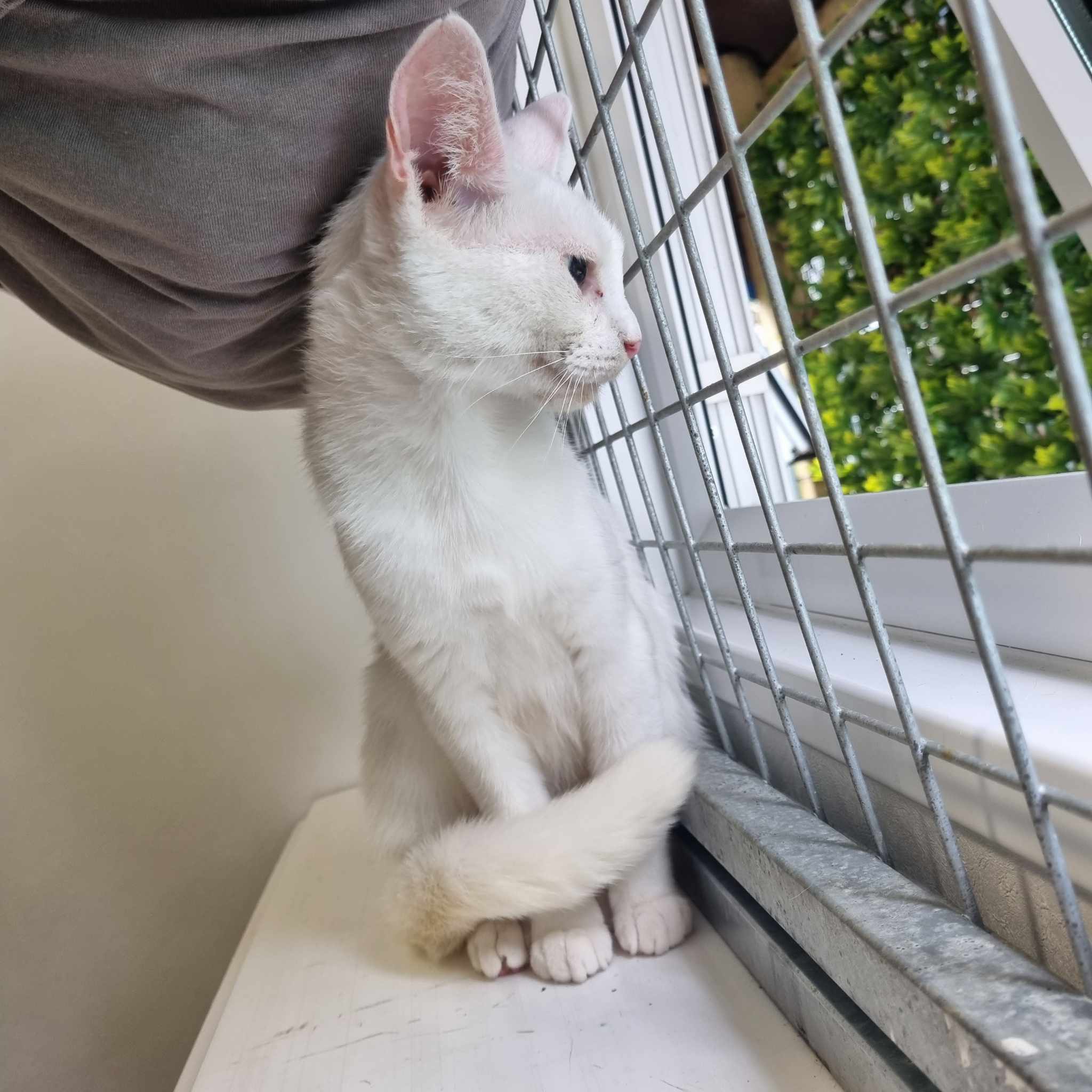 Snowflake- 2 Year Old Female