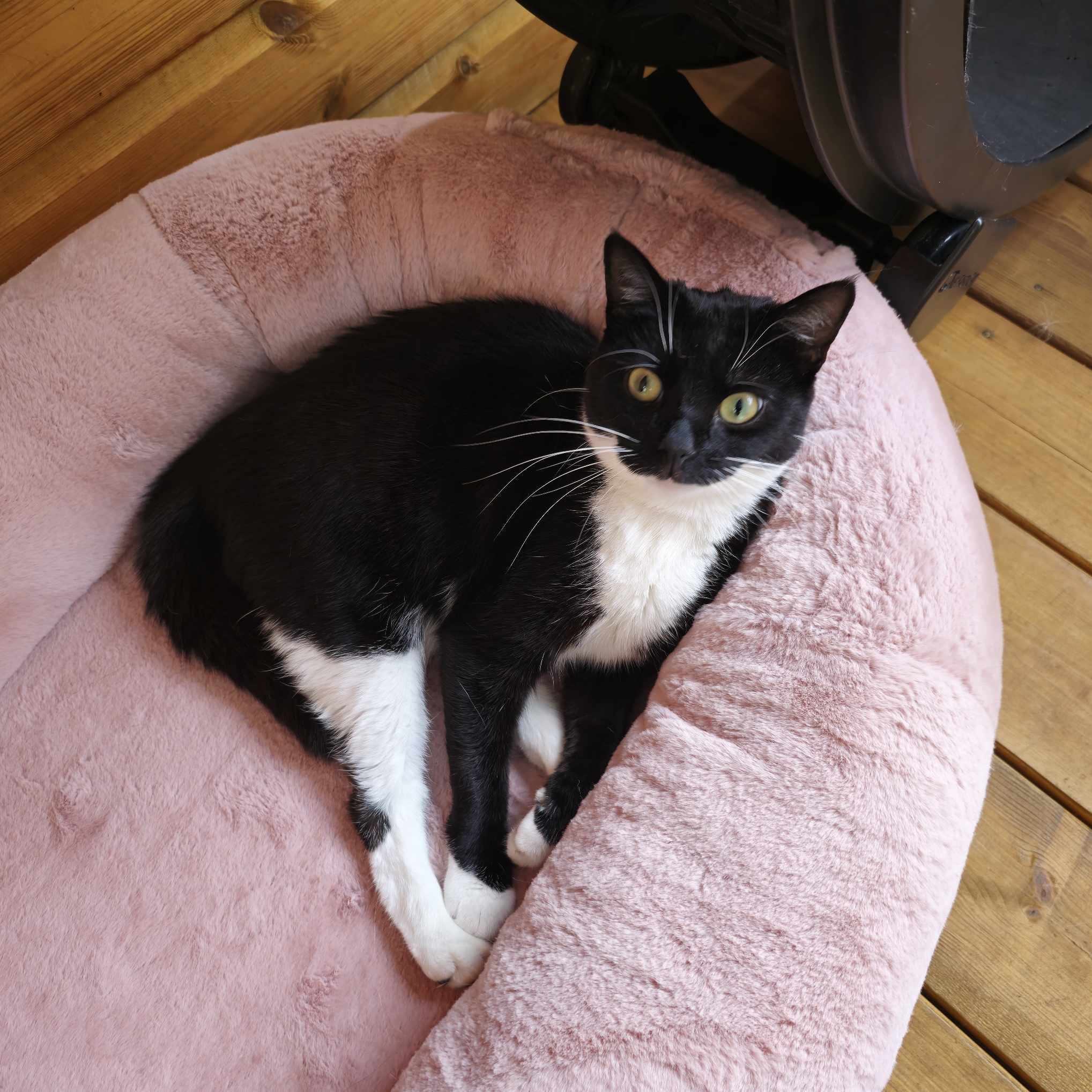 Sweetpea- 3 Year Old Female – RESERVED
