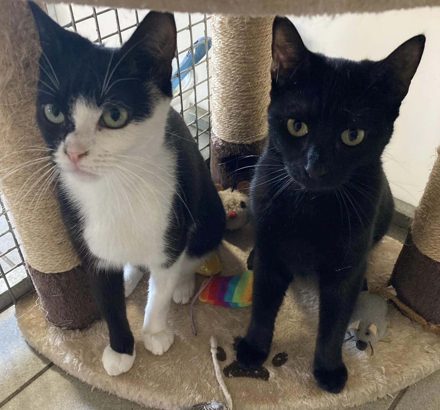 Stumpy- 1 Year Old Female
