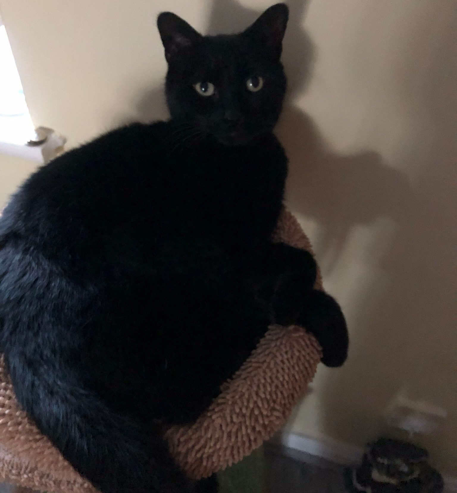 Sampson- 11 Year Old Male