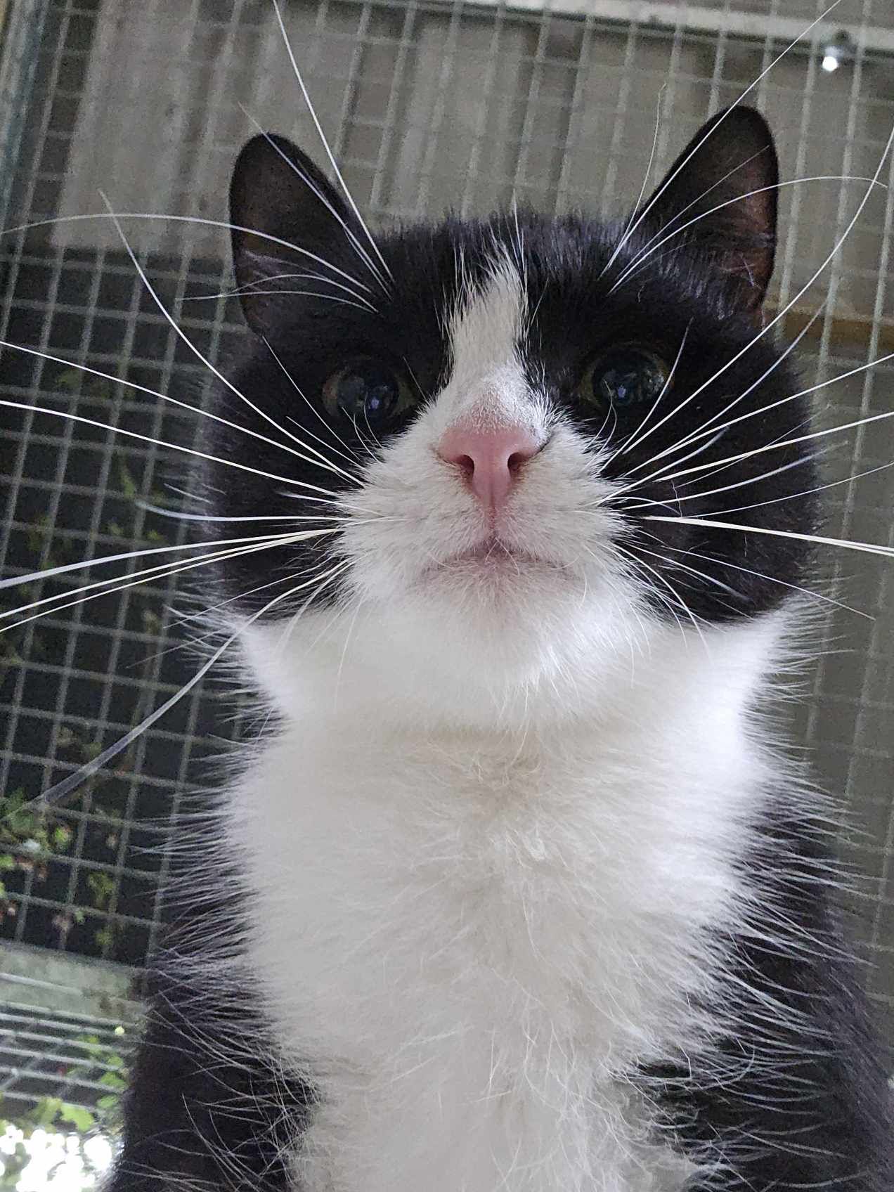 Judy- 3 Year Old Female