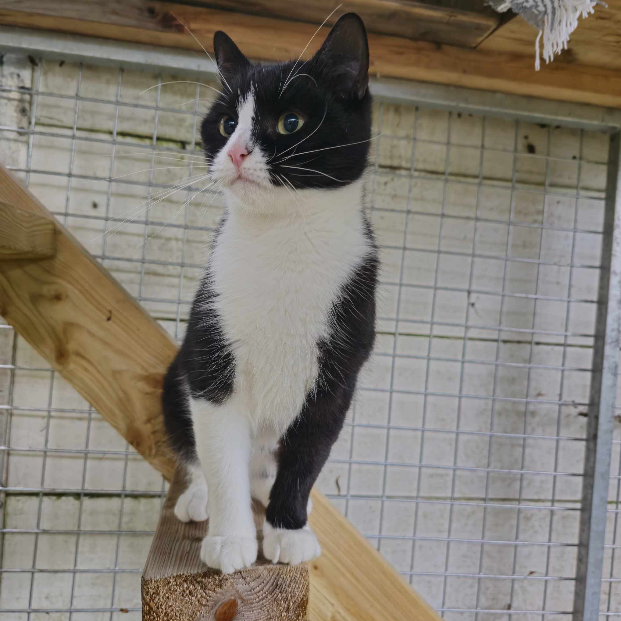 Judy- 3 Year Old Female
