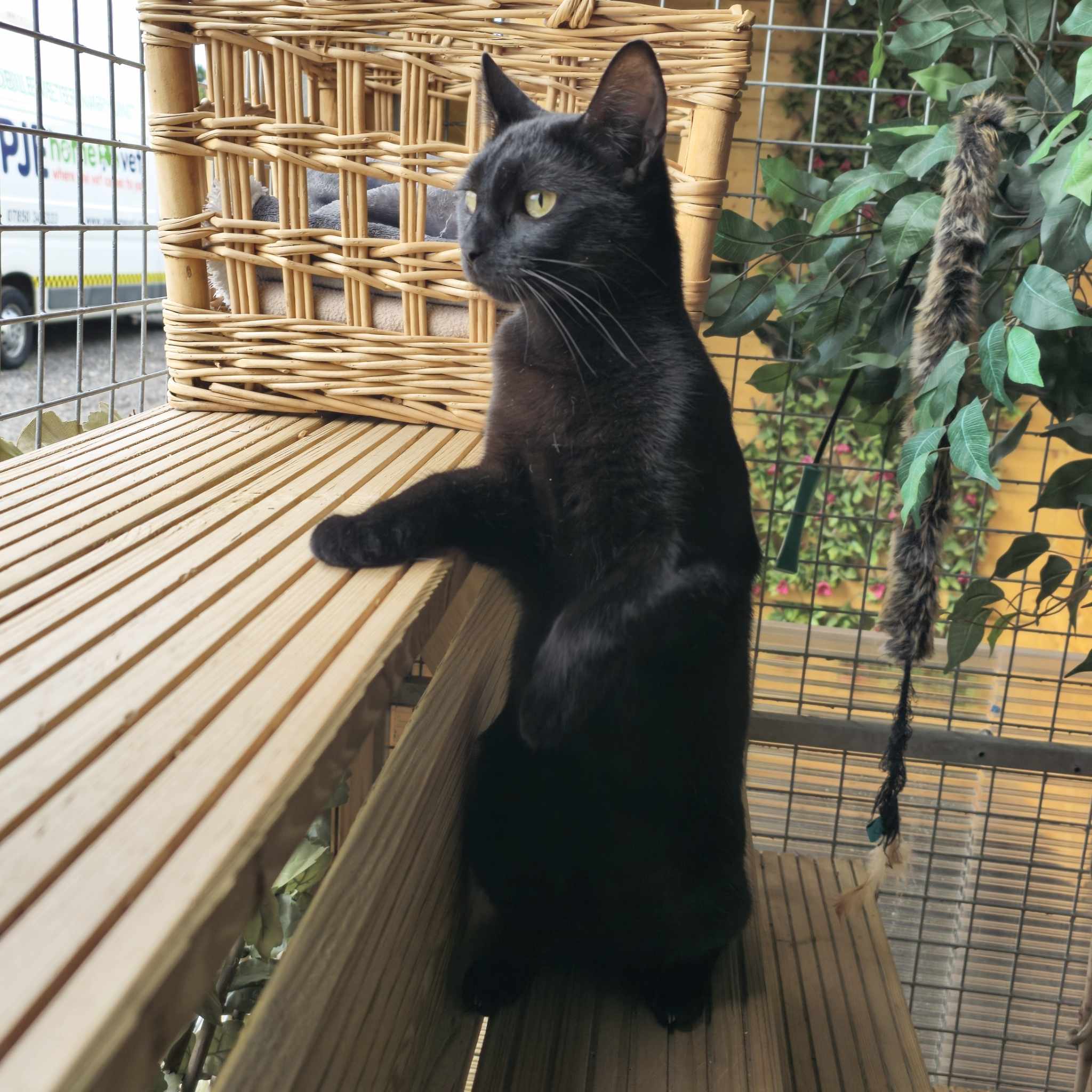 Marshmallow- 1 Year Old Female