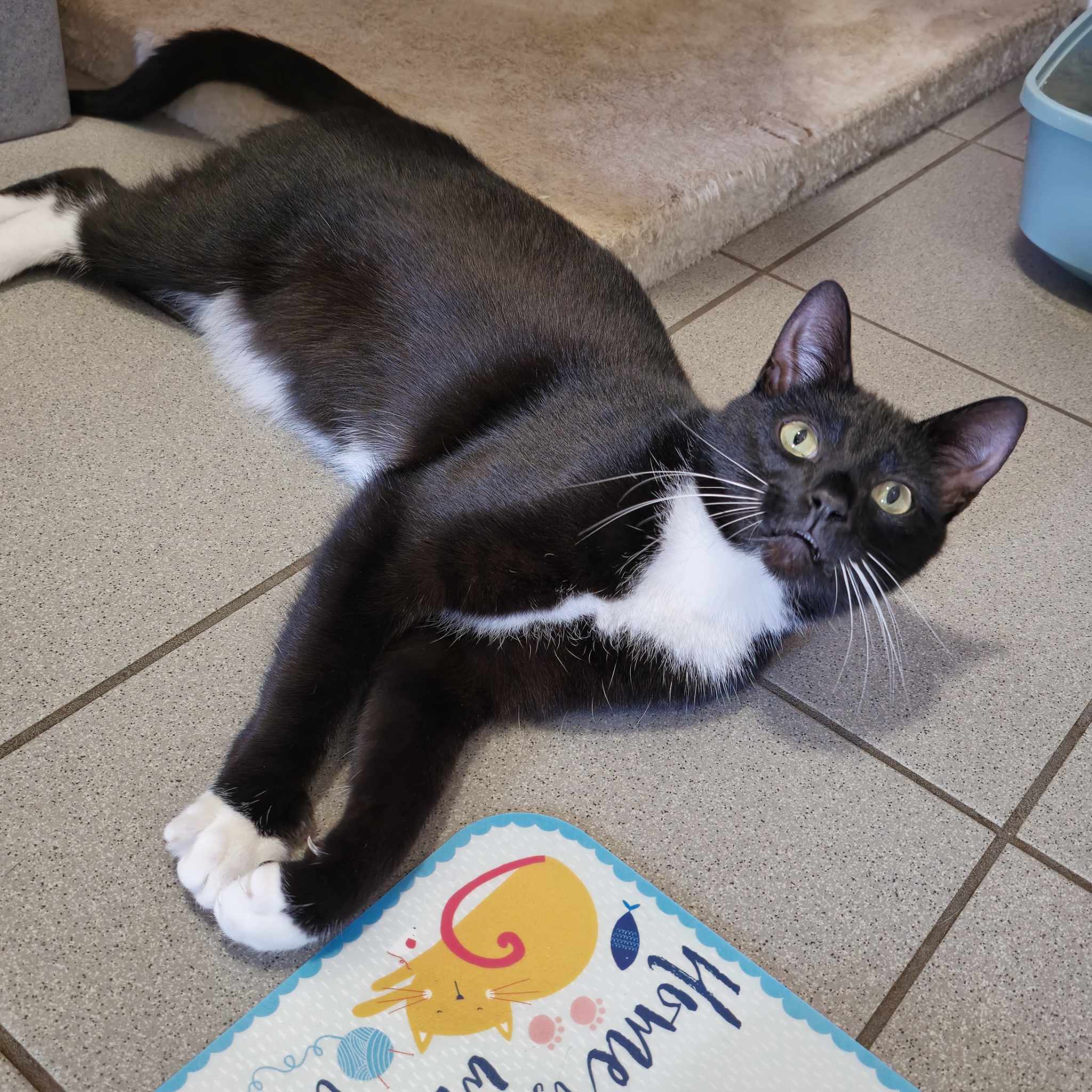 Hettie- 1 Year Old Female