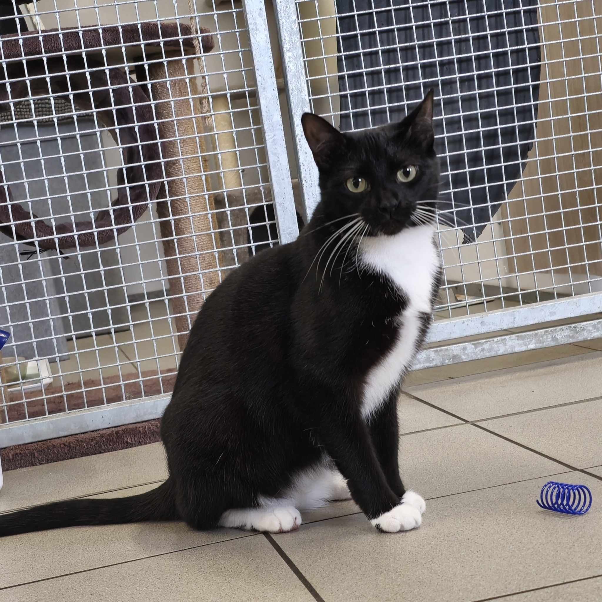 Hettie- 1 Year Old Female