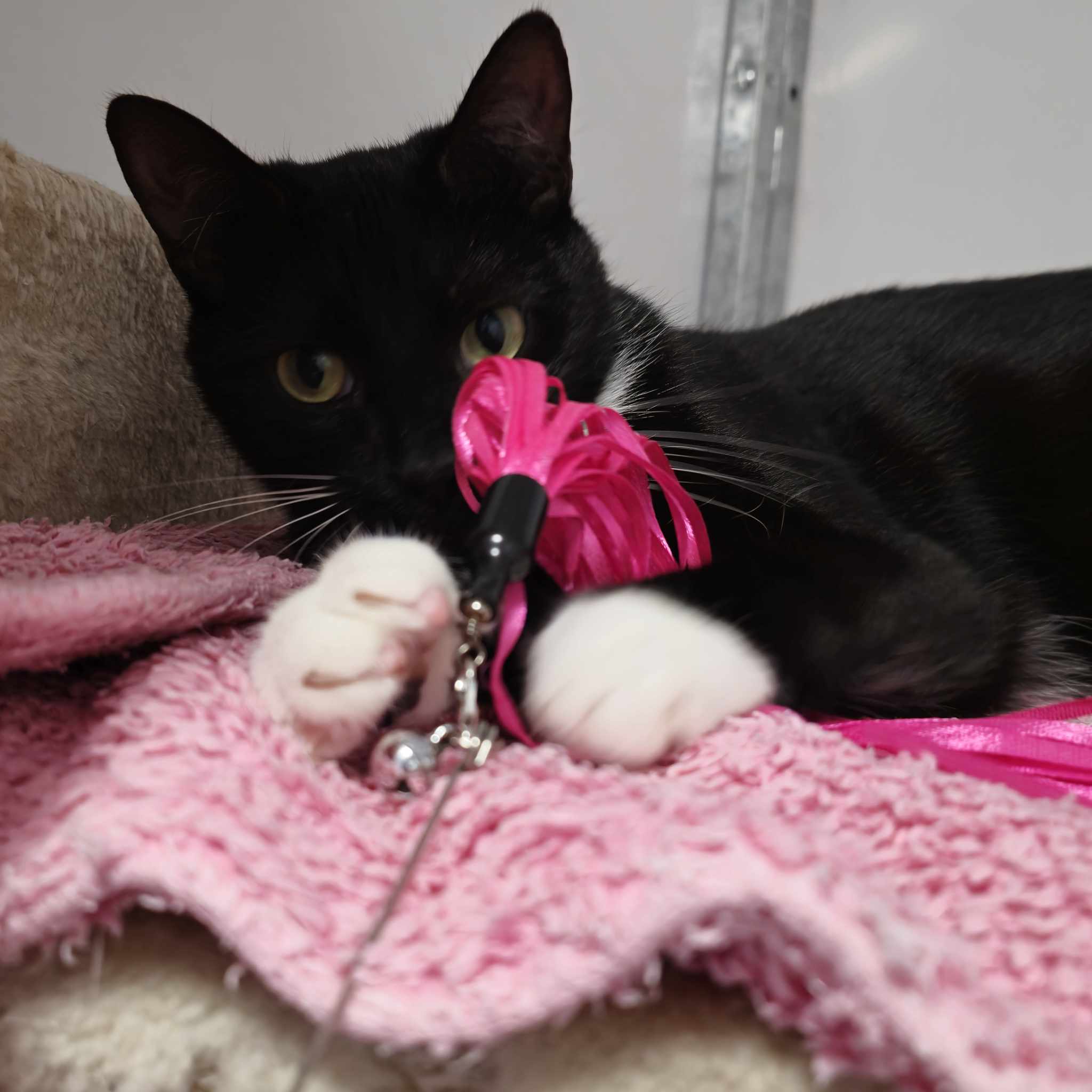 Hettie- 1 Year Old Female