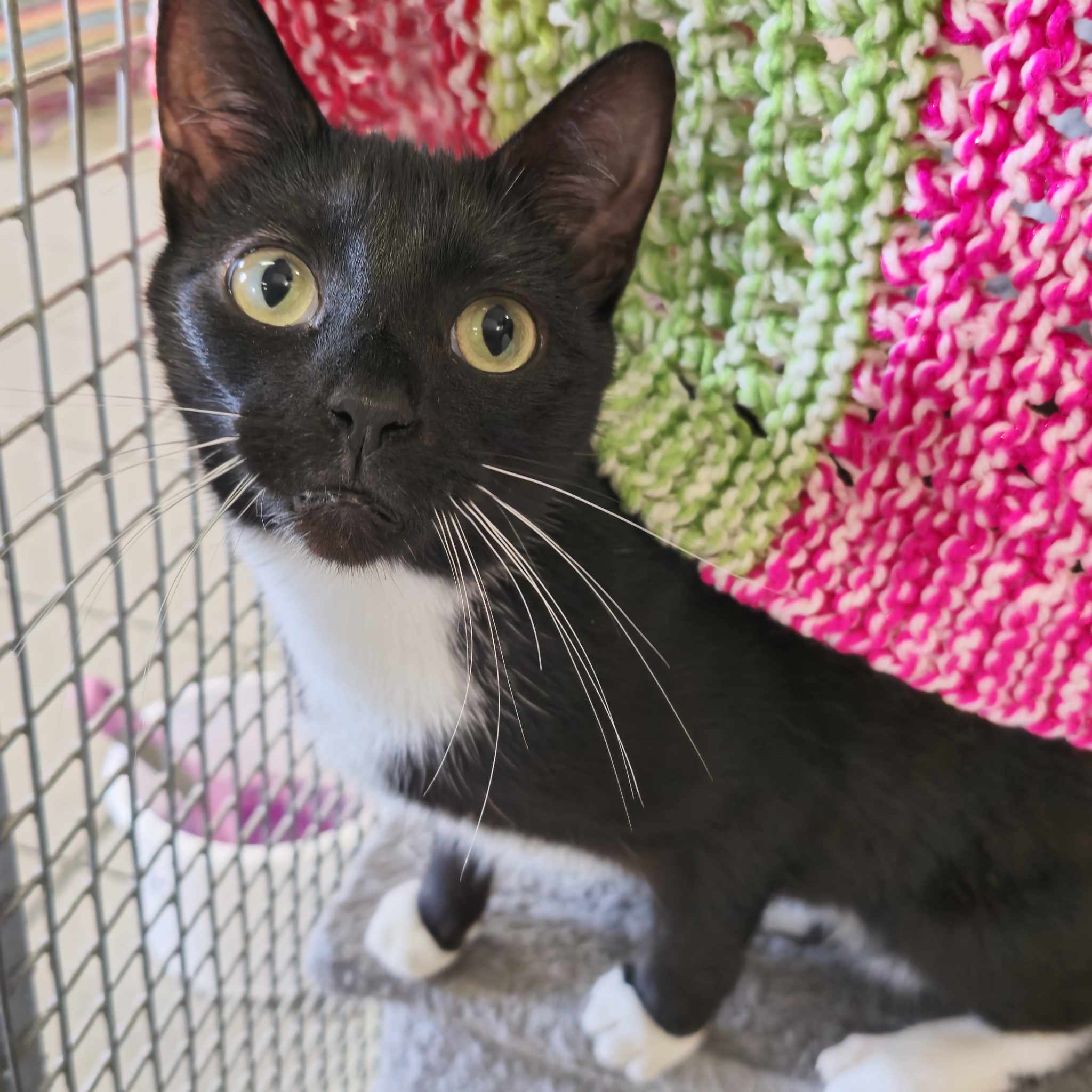 Hettie- 1 Year Old Female