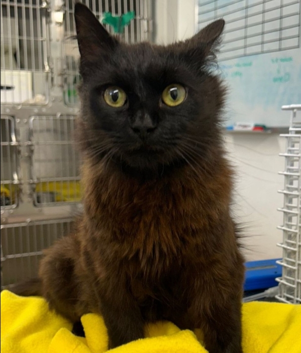 Suki – 1 Year Old Female