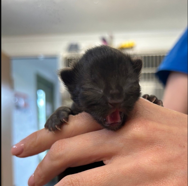 Tokyo- 8 Week Old Male- Reserved