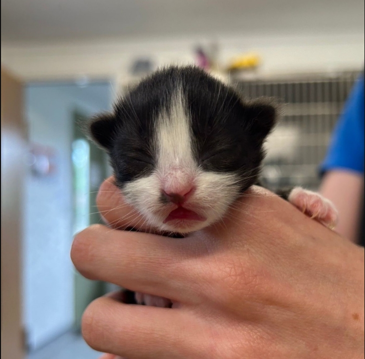 Ramen- 8 Week Old Male- Reserved