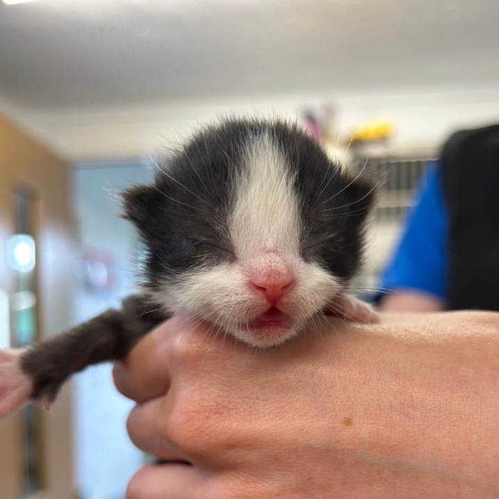 Miso- 8 Week Old Male- Reserved