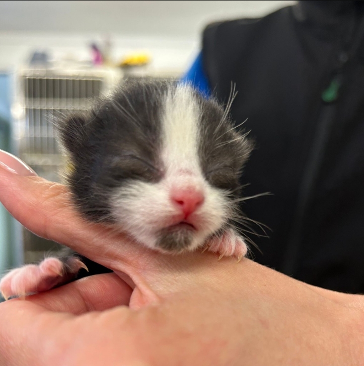 Sushi- 8 Week Old Male- Reserved