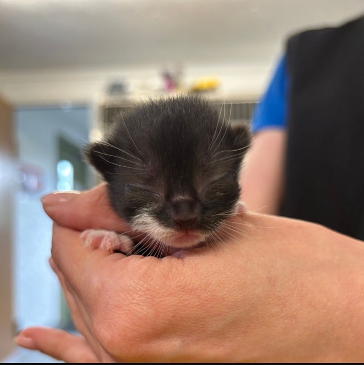 Cherry- 8 Week Old Female- Reserved