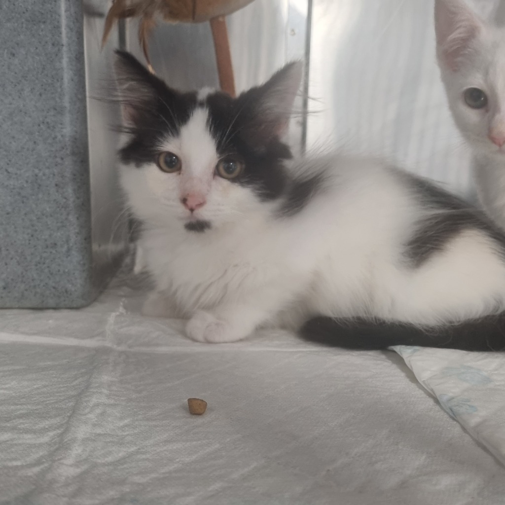 Jerry- 12 Week Old Male – RESERVED