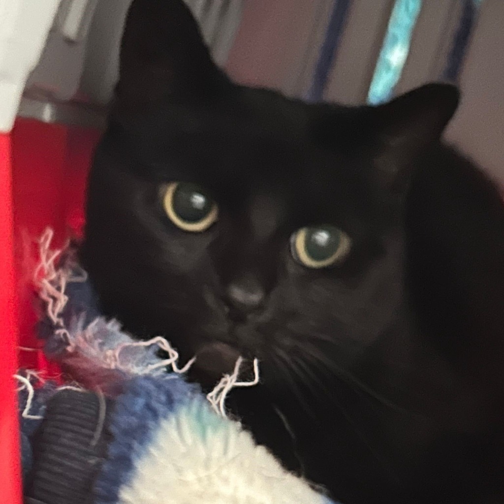 Delilah- 11 Year Old Female