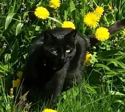 Sampson- 11 Year Old Male