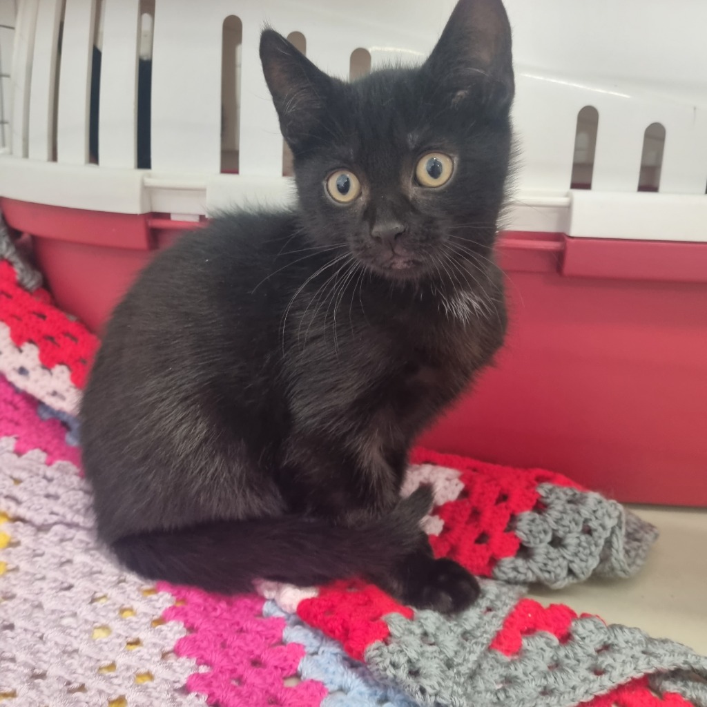 Harry- 9 Week Old Male