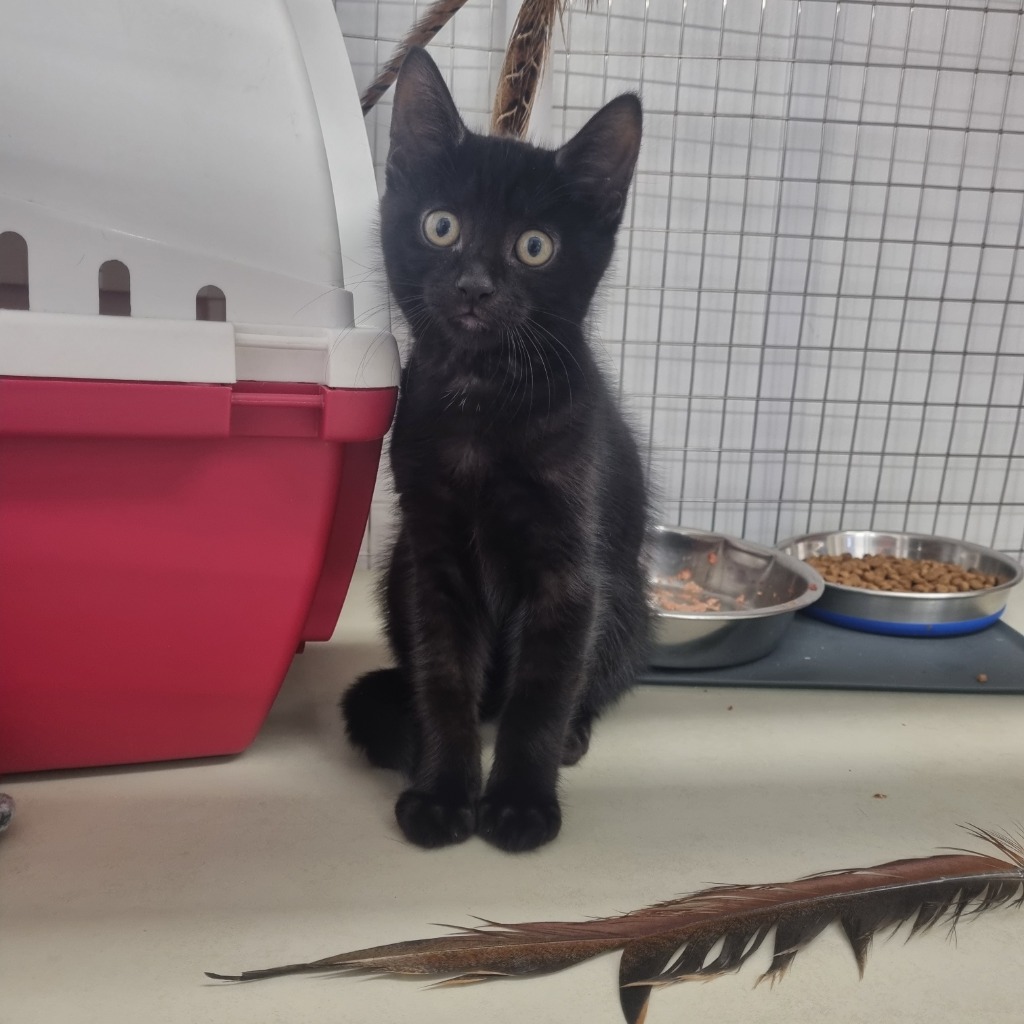 Ron- 9 Week Old Male