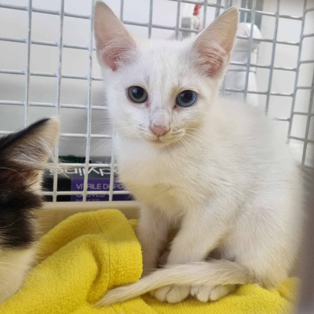 Jasmine- 9 Week Old Female RESERVED