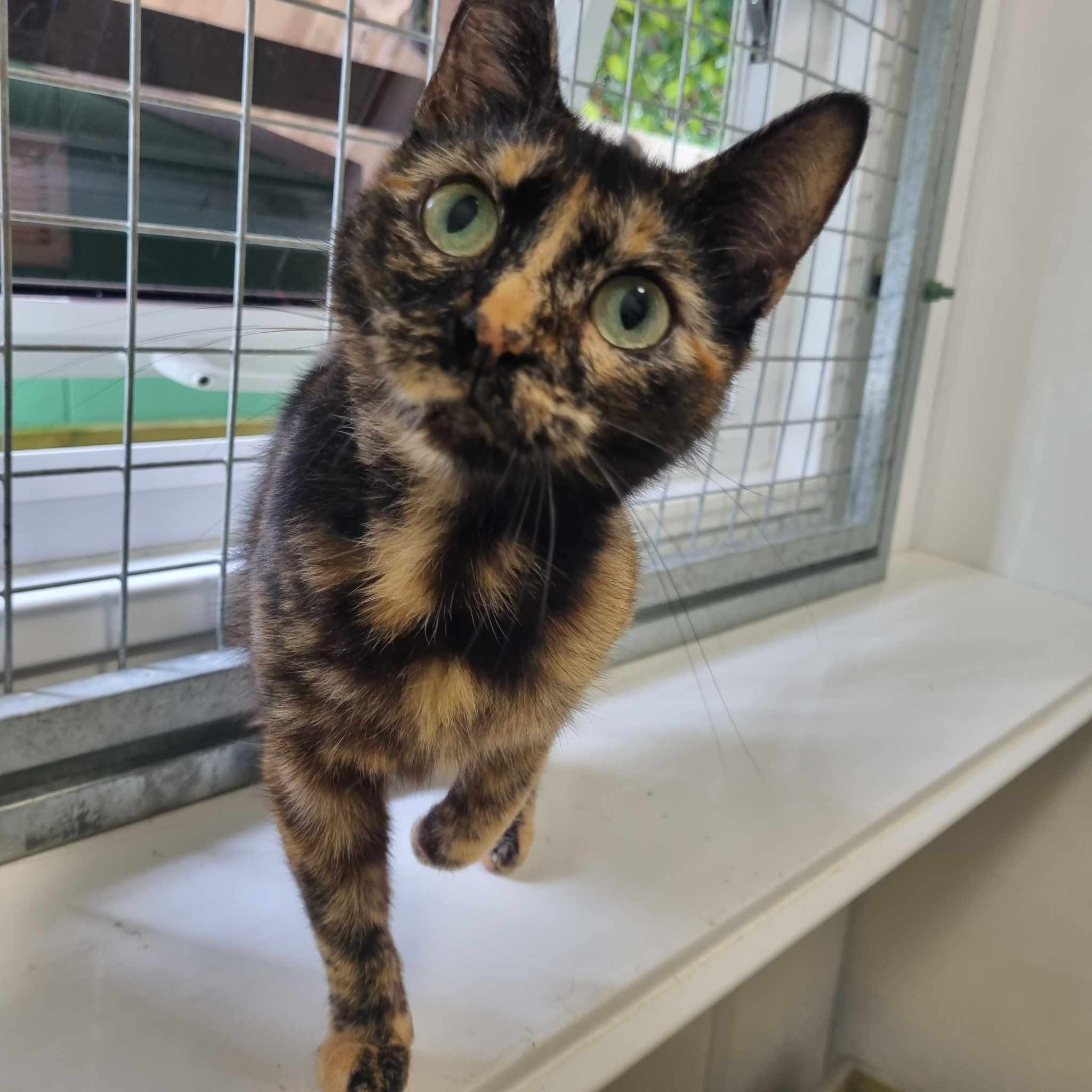 Peanut- 2 Year Old Female