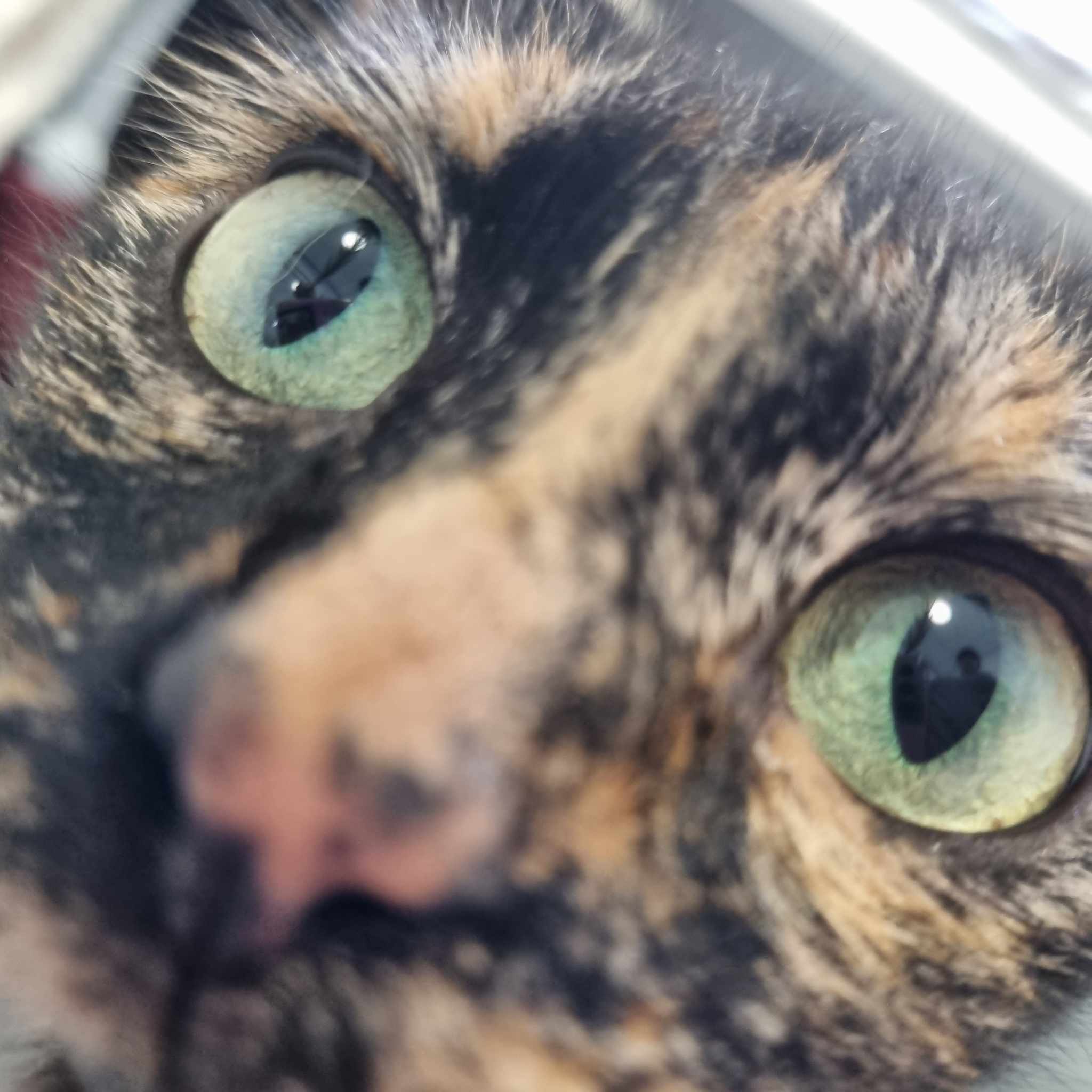 Peanut- 2 Year Old Female