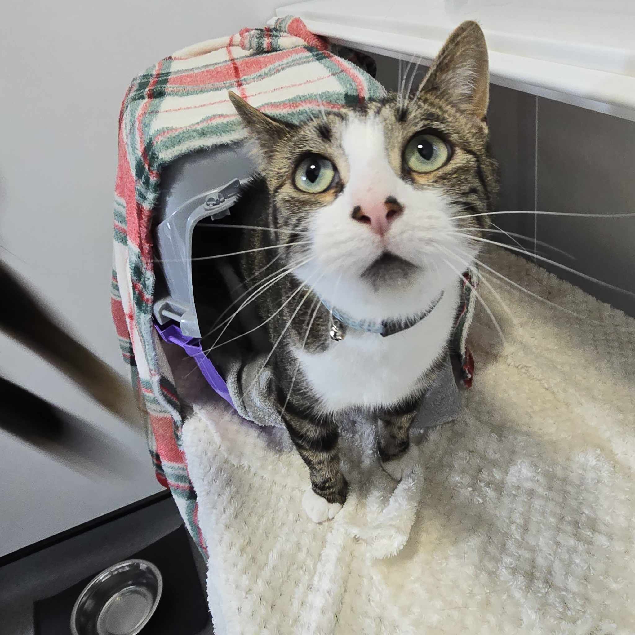 Gendry-3 Year Old Male