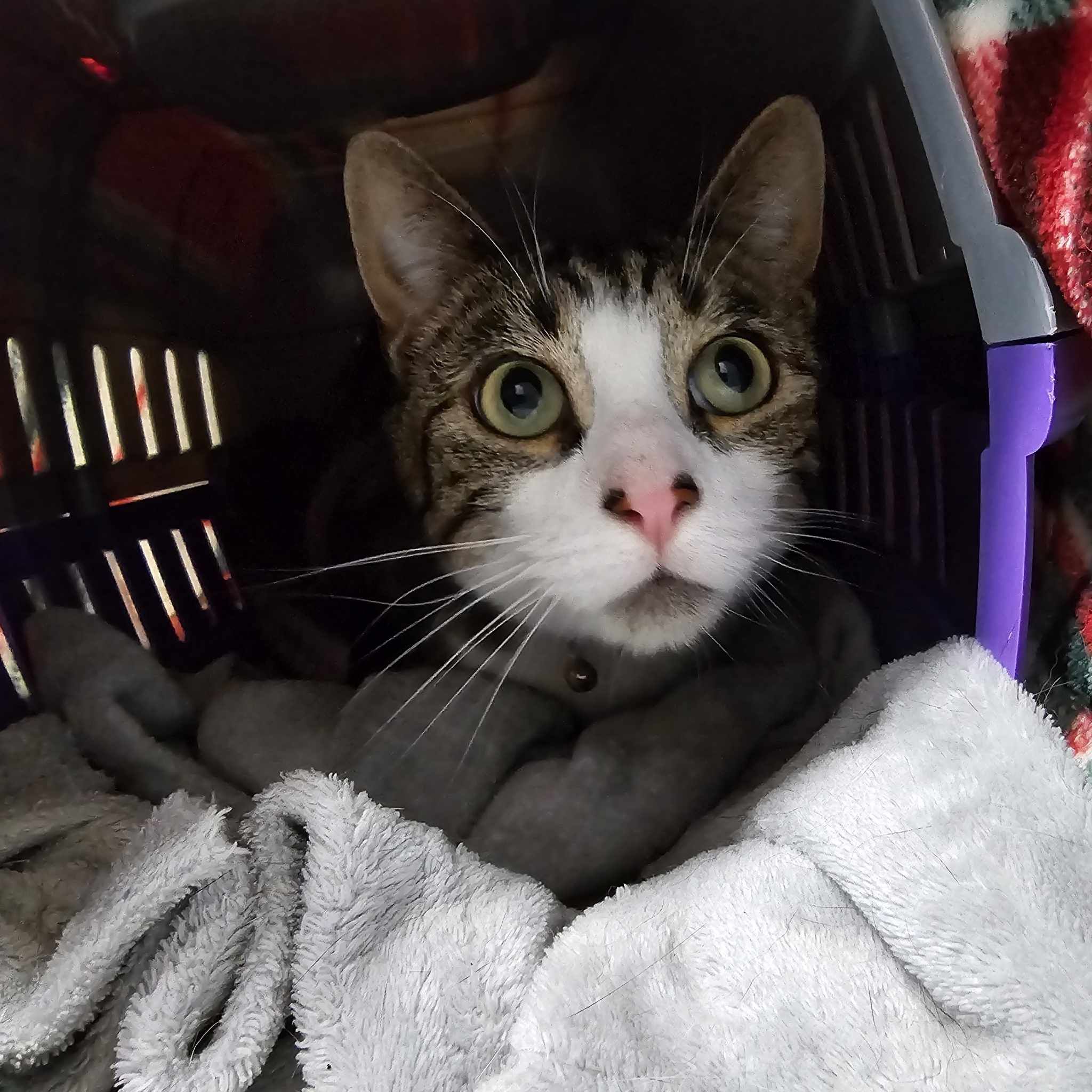 Gendry-3 Year Old Male