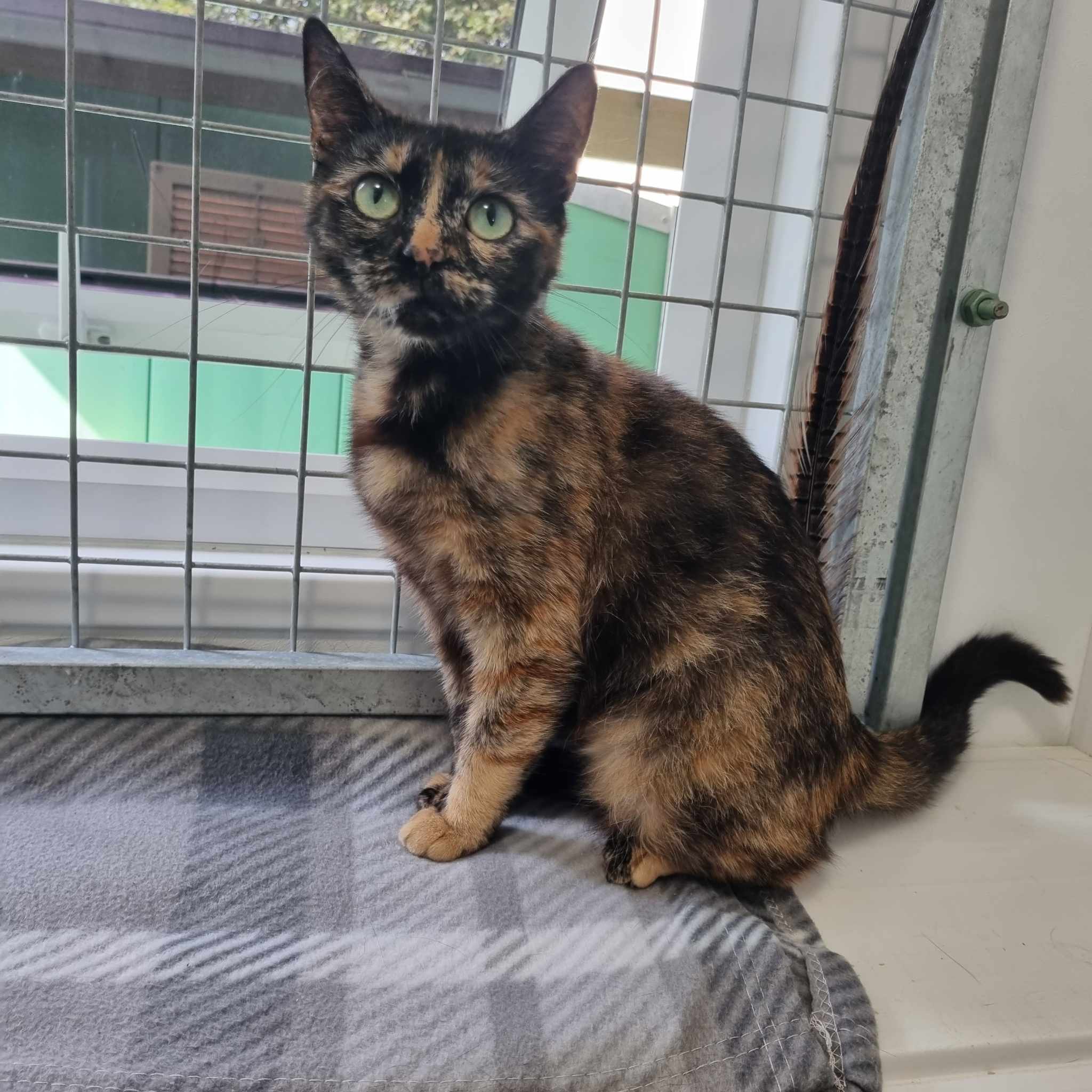 Peanut- 2 Year Old Female