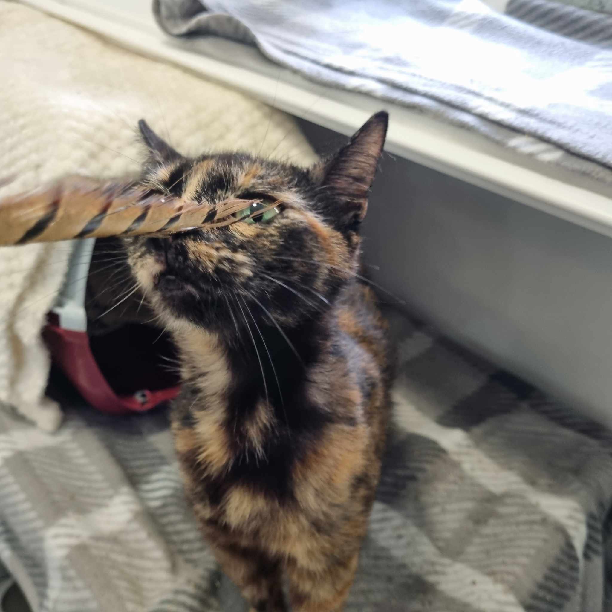 Peanut- 2 Year Old Female