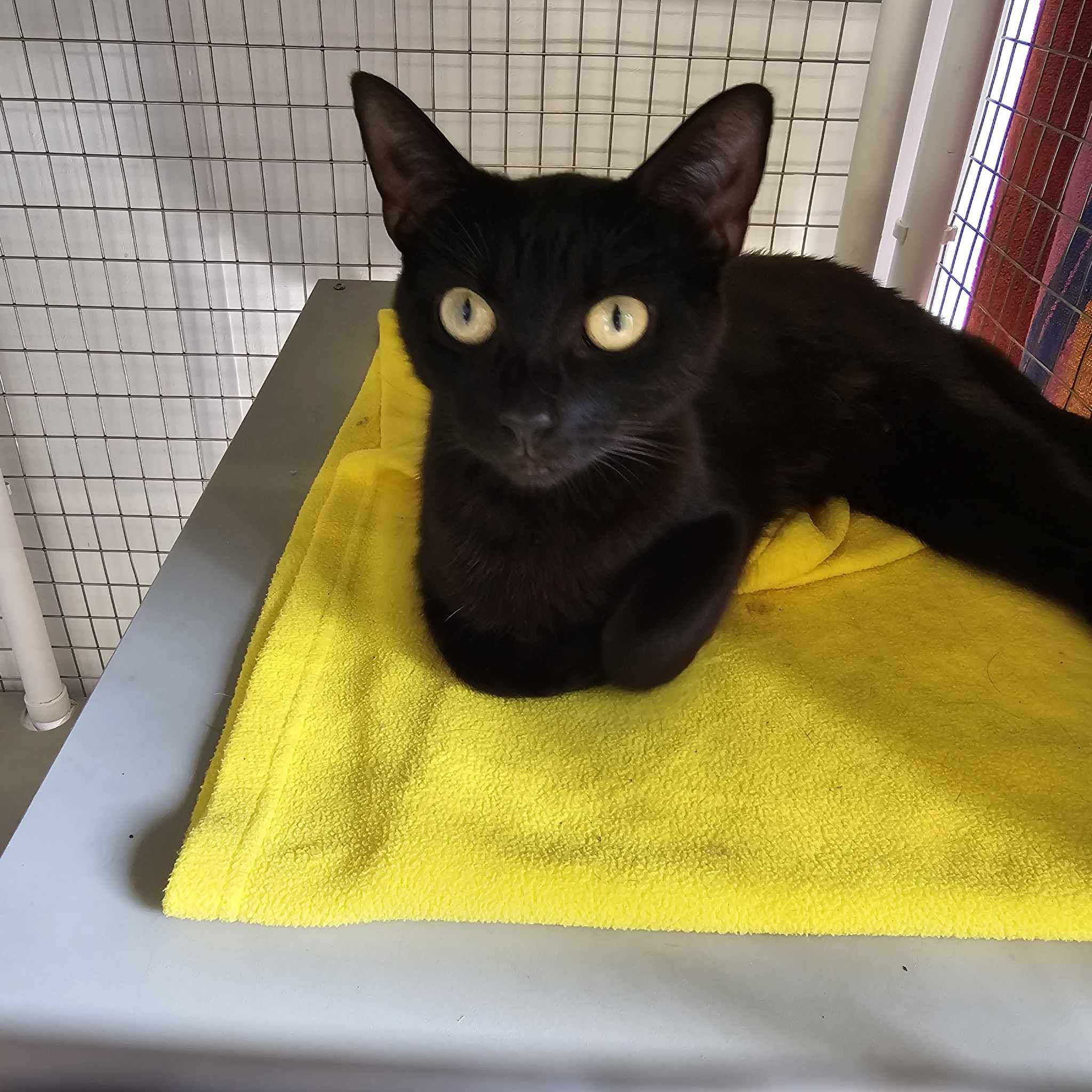 Daffodil- 2 Year Old Female – Reserved