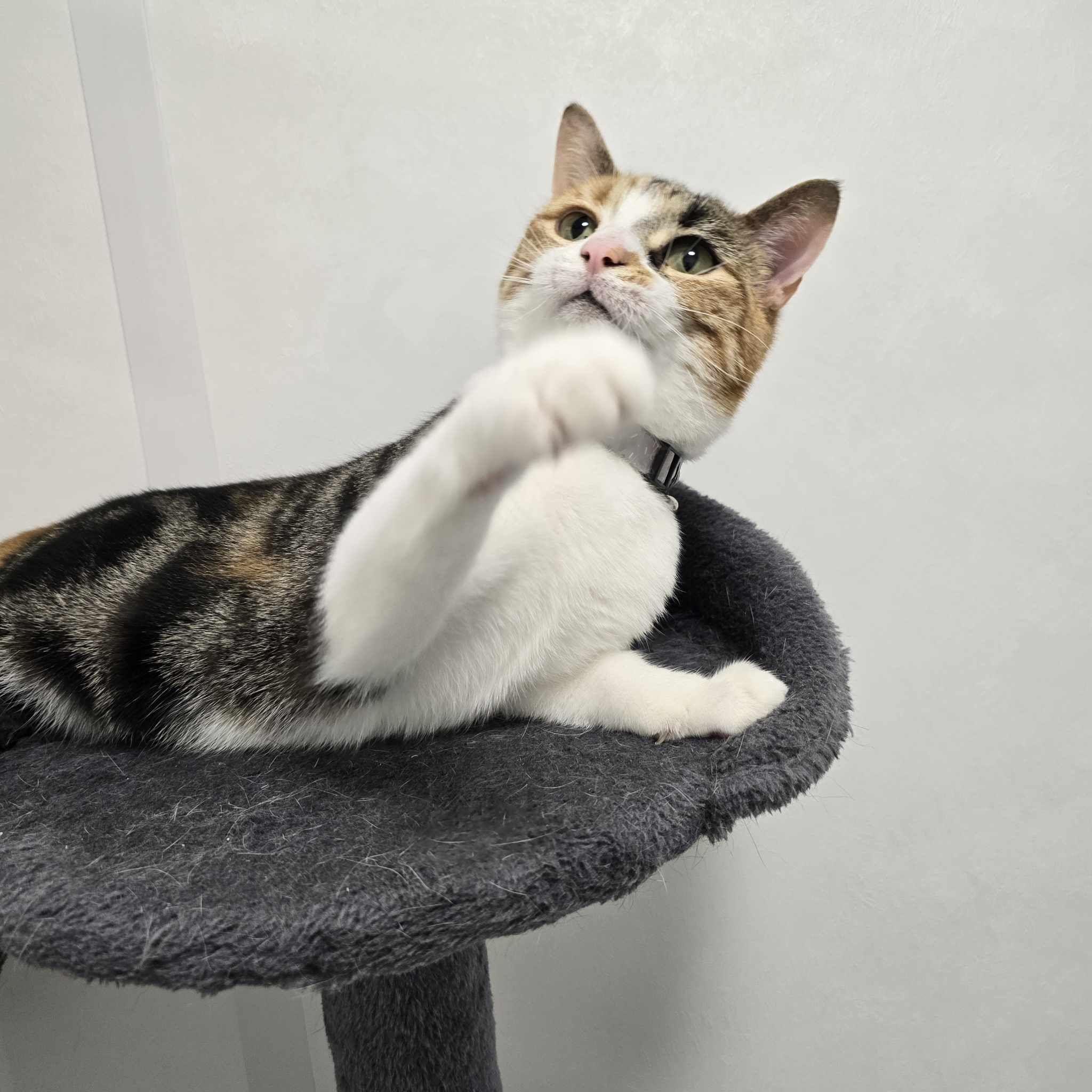 Arya-3 Year Old Female