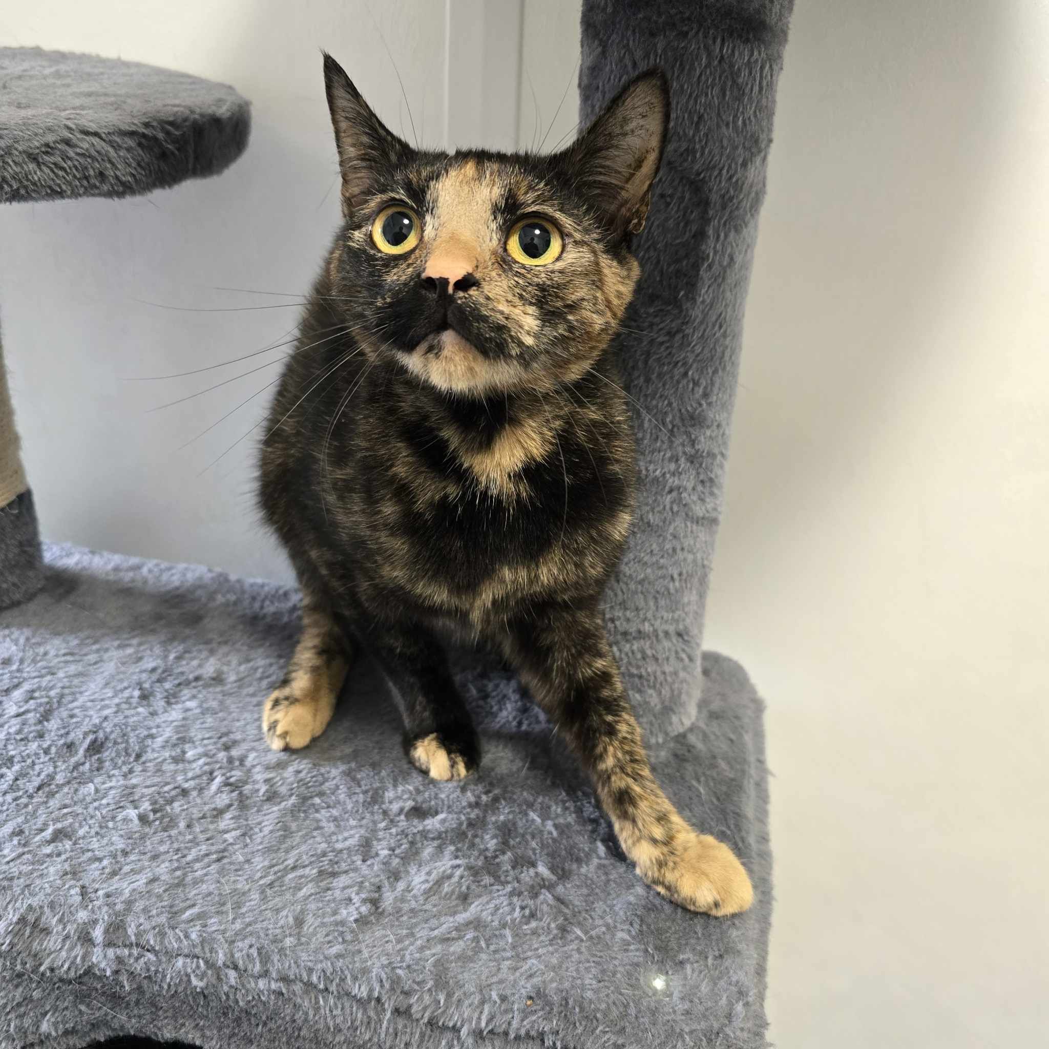 Sansa-2 Year Old Female – RESERVED