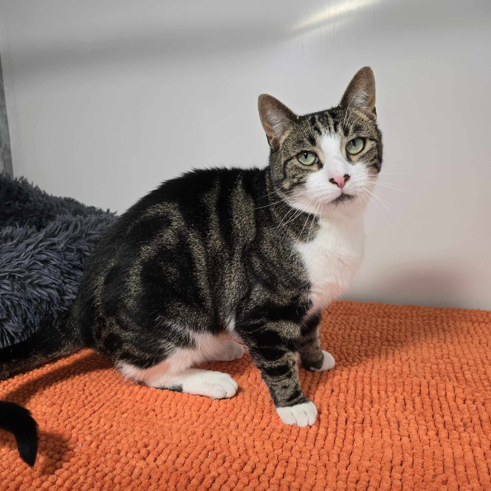 Gendry-3 Year Old Male