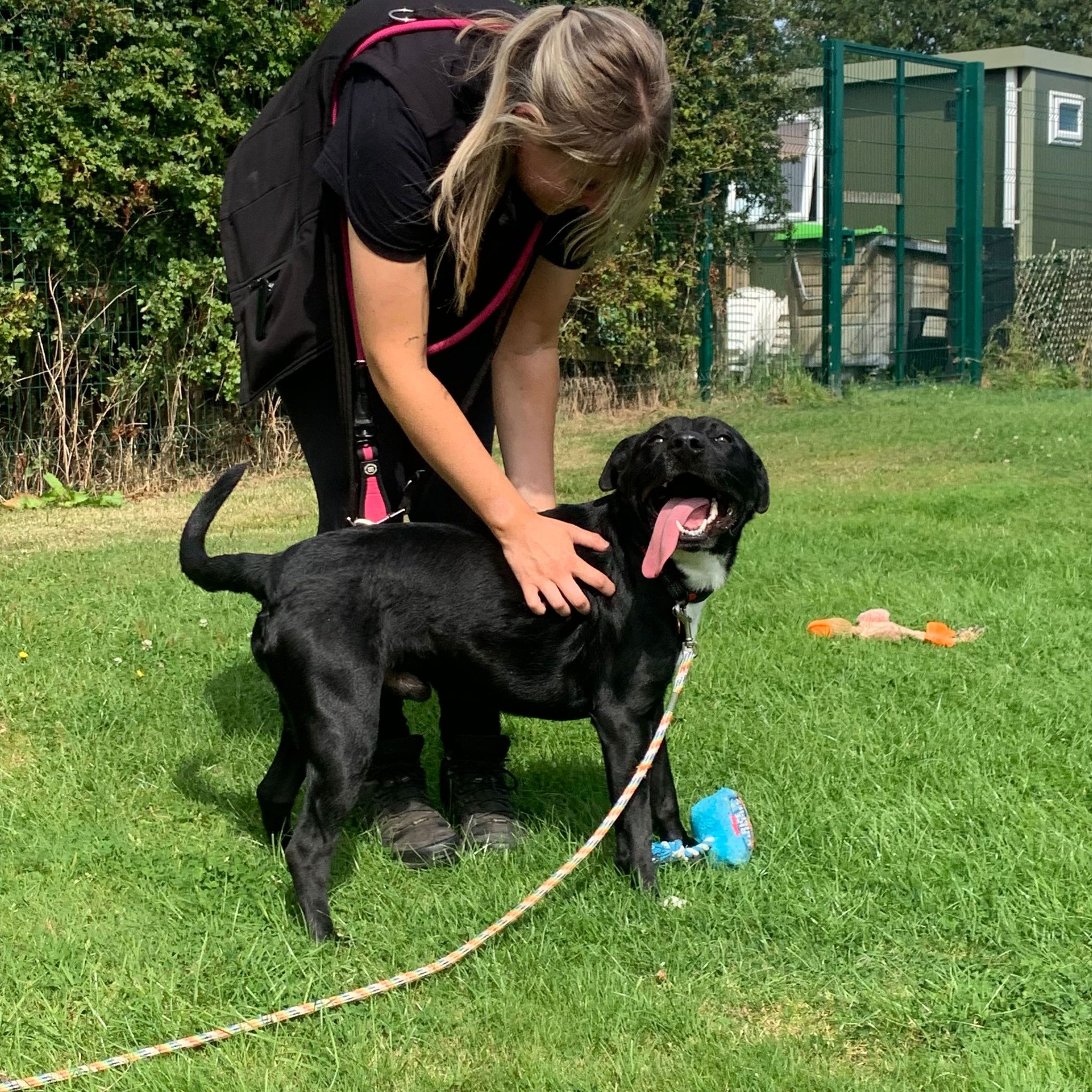 Buzz- 1 Year Old Male – RESERVED