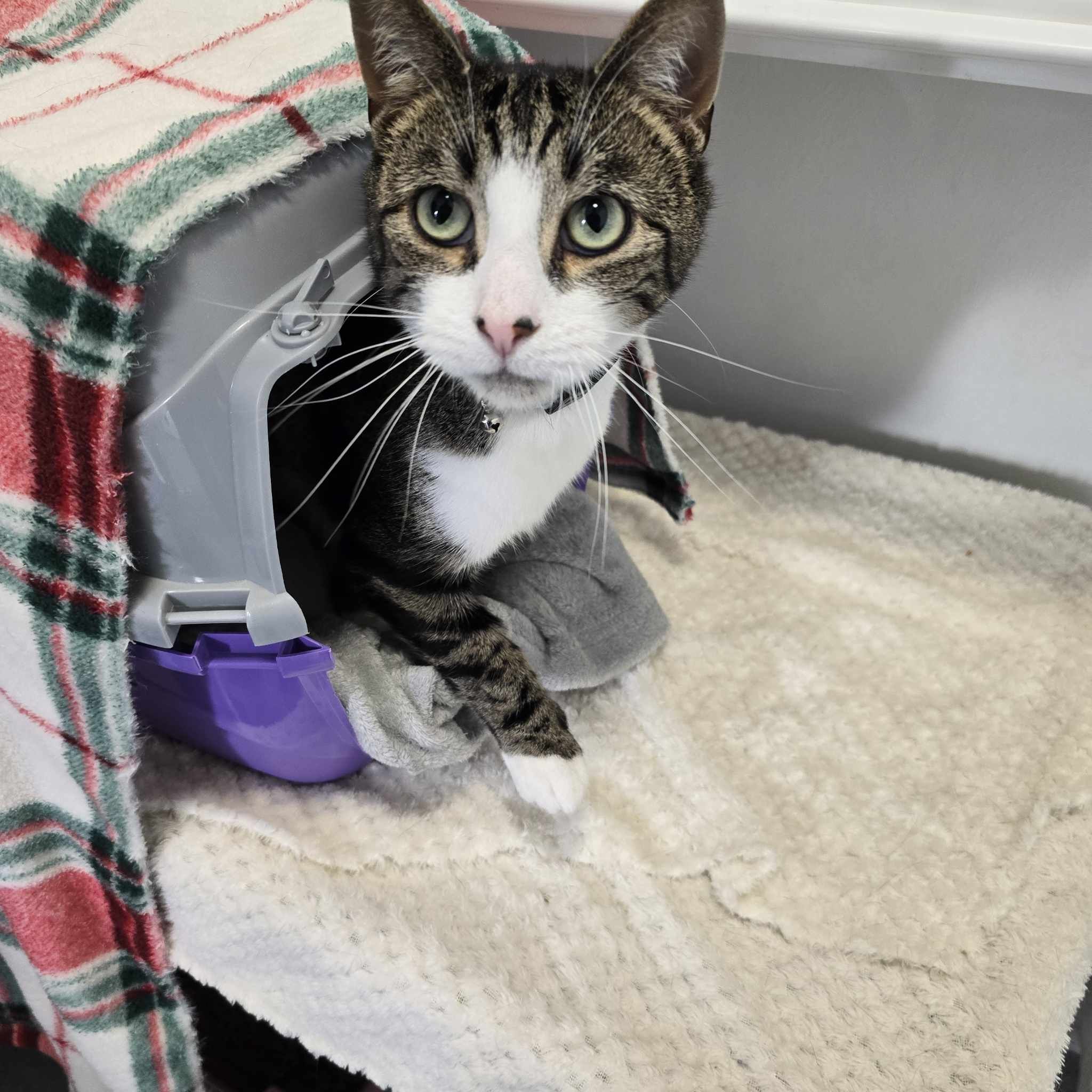 Gendry-3 Year Old Male