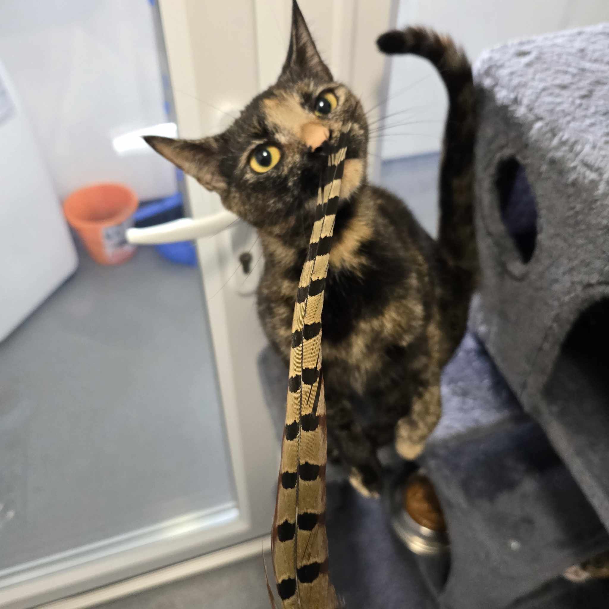 Sansa-2 Year Old Female – RESERVED